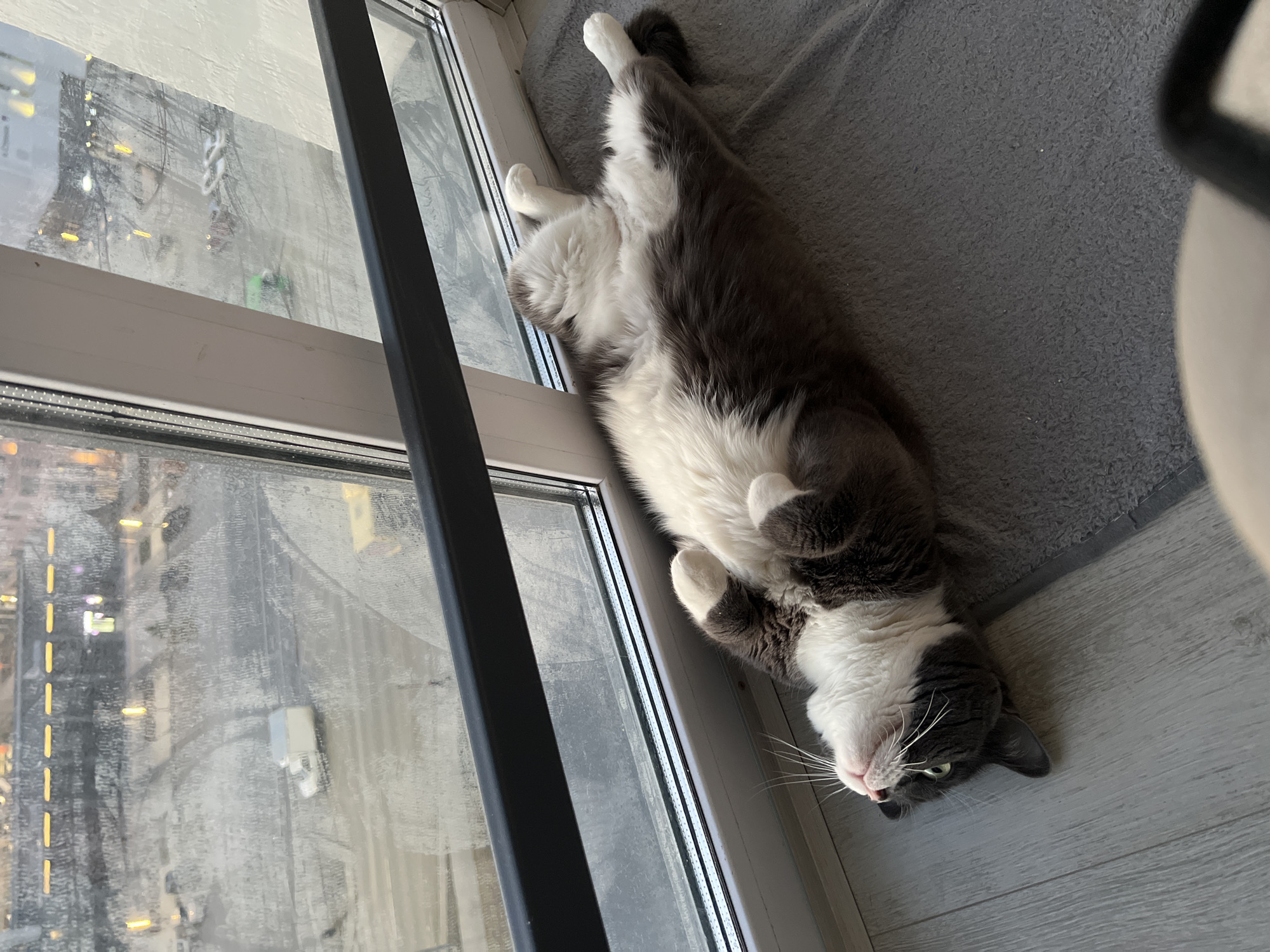 A medium-shot photograph shows a gray and white cat lying on its back near a window in Tyumen, Russia. The cat's head is near the bottom of the frame, and its body stretches diagonally toward the upper left. The cat's paws are curled up near its chest. The window is to the left of the cat, and the view outside shows a cityscape with snow-covered buildings and streets. A gray blanket is visible behind the cat, and the floor is light gray.