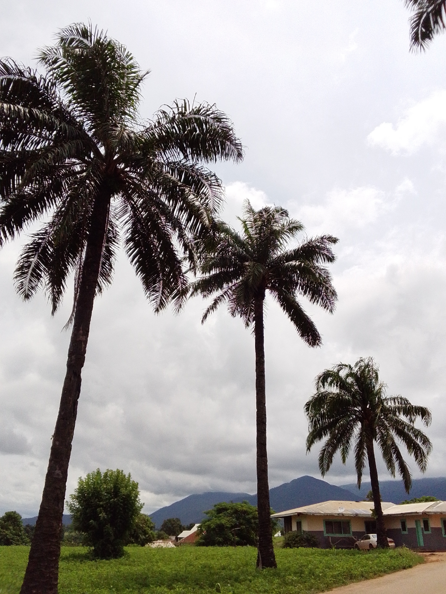 The image depicts a cloudy day scene in Serti, Nigeria, featuring a rural landscape with several prominent palm trees. In the foreground, three tall palm trees are visible, with the one on the left being the largest and closest to the viewer. To the right of the palm trees, a low-lying building with a light-colored roof and darker walls is partially visible. The building appears to be a single-story structure with windows and doors. Behind the building, green fields stretch out, dotted with some trees. In the background, rolling hills or mountains can be seen, shrouded in a light haze. The sky is overcast with large, grey clouds, suggesting a possibility of rain. A dirt road or path is visible in the lower right corner of the image. No people or animals are present in the frame.