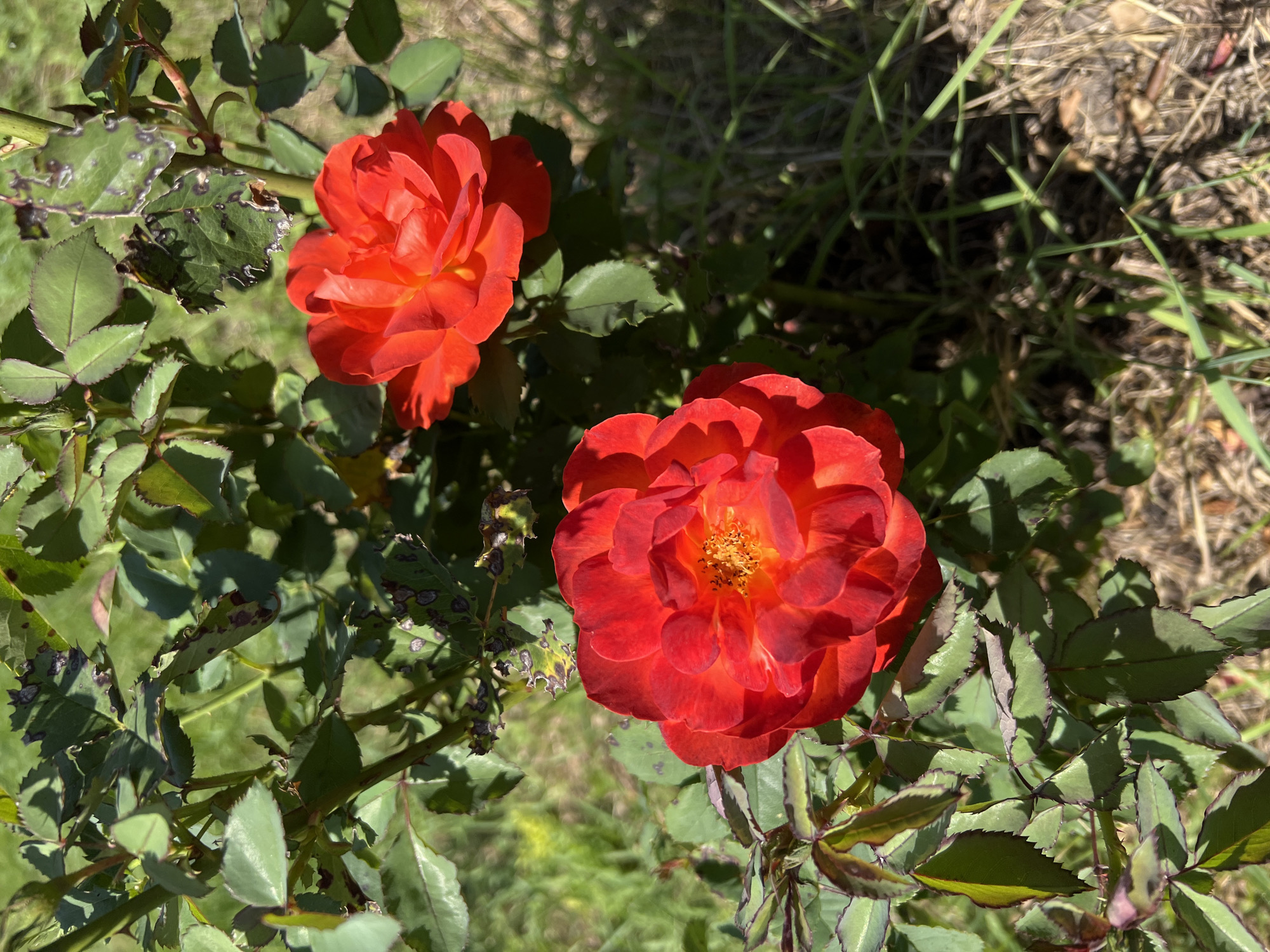 A close-up, eye-level, outdoor shot captures two vibrant red roses in full bloom, nestled amongst lush green foliage. The roses are the focal point, with intricate petal formations and bright yellow centers. The surrounding leaves, though mostly healthy and verdant, show some signs of damage, with dark spots and dried edges, indicating potential disease or pest issues. The background is a soft blur of more greenery and dry grass, suggesting a garden or park setting. Sunlight casts shadows, highlighting the texture of the petals and leaves. The scene is static, with no movement or people visible.