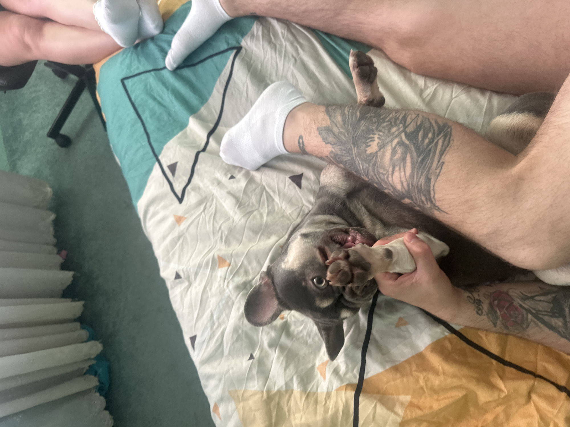 A high-angle shot reveals a human lying on a bed with a blue-gray French Bulldog, both situated indoors. The bed is covered with a patterned bedsheet in shades of teal, white, and yellow with a triangular design. The human has white socks on and tattoos on their legs and arms. The dog is lying on its back, facing the camera, and is holding its paw up to its mouth with its eyes closed. The human is holding the dog's paw. The lighting is bright. A black rolling chair is visible in the background.