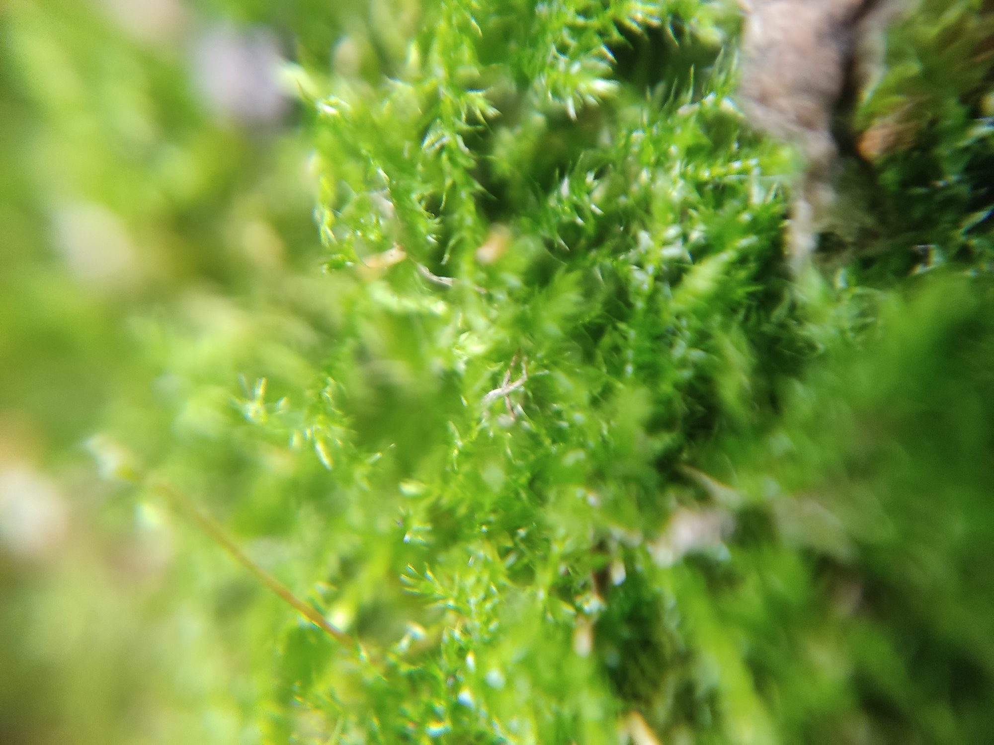 This is a close-up, macro photograph of bright green moss. The moss appears to be growing on a rough, textured surface, possibly bark or stone, which is visible on the right side of the image. The focus is on the dense, vibrant green moss, with individual strands and small structures clearly discernible. The background is blurred, with areas of lighter green and some indistinct, lighter-colored circular shapes, possibly water droplets or out-of-focus plant elements. The image is brightly lit, highlighting the lushness of the moss. There are no people or animals visible in the image. The image does not contain any information that would allow for the determination of its location in the city of Marianivka, Ukraine.