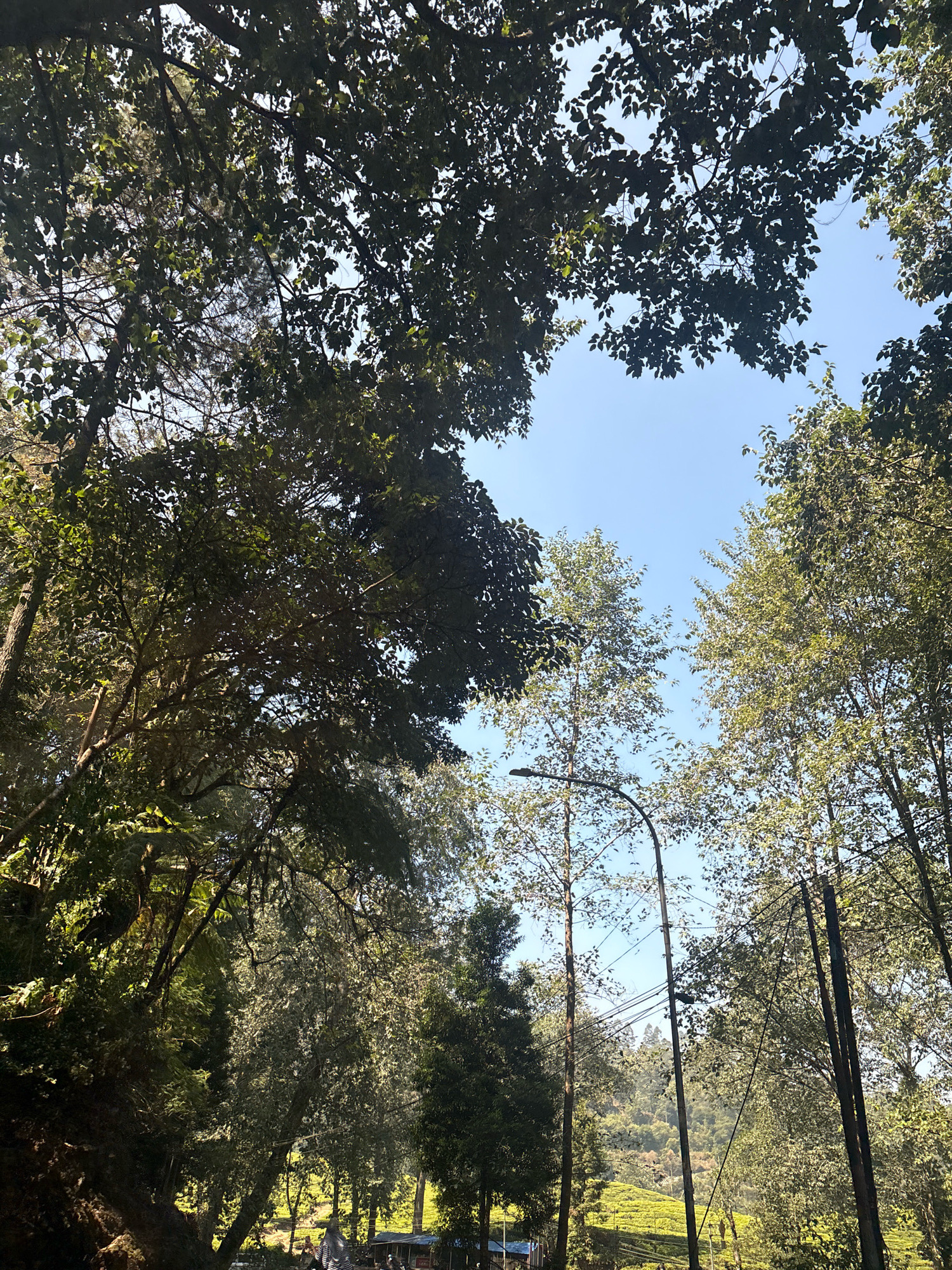 The image is a low-angle shot looking up through dense foliage of trees towards a clear blue sky. The trees are lush and green, with sunlight filtering through the leaves, creating a dappled effect. In the background, there is a hillside with what appears to be a tea plantation. A single street lamp is visible amongst the trees, with wires running between poles. Towards the bottom of the image, a few people and small structures are visible, suggesting a village or a roadside settlement. The scene appears to be in a natural, possibly mountainous, area, consistent with the location of Patengan, Indonesia, which is known for its tea plantations and natural beauty.