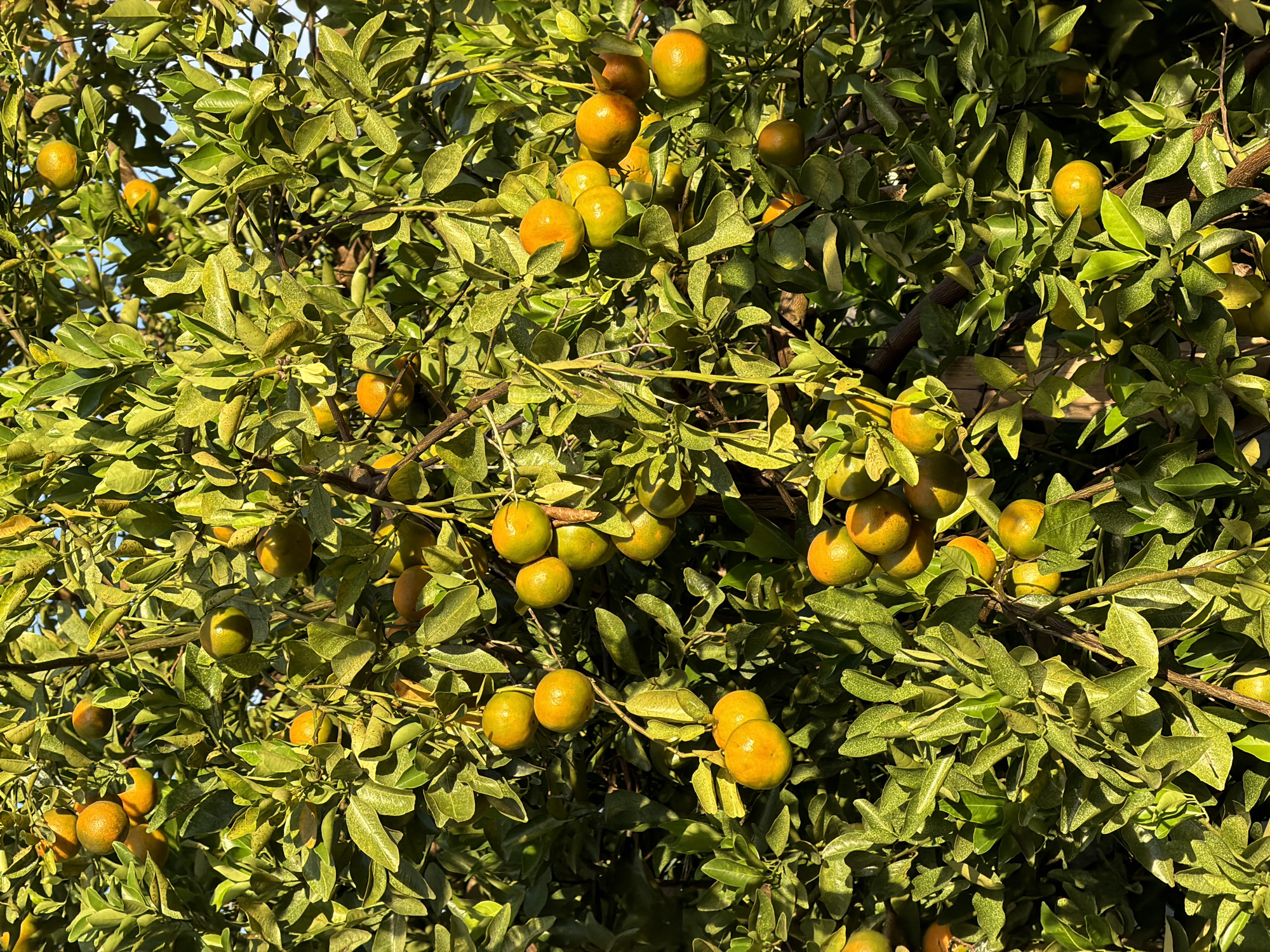 A close-up shot shows a dense citrus tree, likely a mandarin orange, heavily laden with fruit in varying stages of ripeness. The fruit ranges from green to orange. The leaves are dense and yellowish-green. The location is in Kuta Selatan, Indonesia.