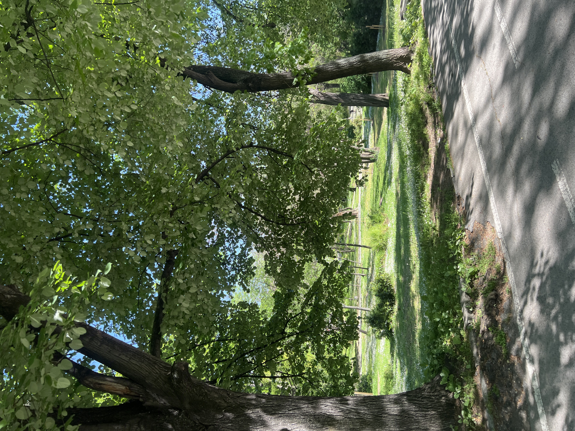 The image shows a view in a park in Plovdiv, Bulgaria. A large tree with dense green leaves dominates the foreground, partly obscuring the view into the park. A paved pathway runs along the right side of the image, casting shadows across its surface. Beyond the path is a grassy area dotted with small white flowers. Several thin trees stand in the park, suggesting an intentional planting arrangement. The perspective is upward, looking through the tree canopy, with glimpses of the sky.