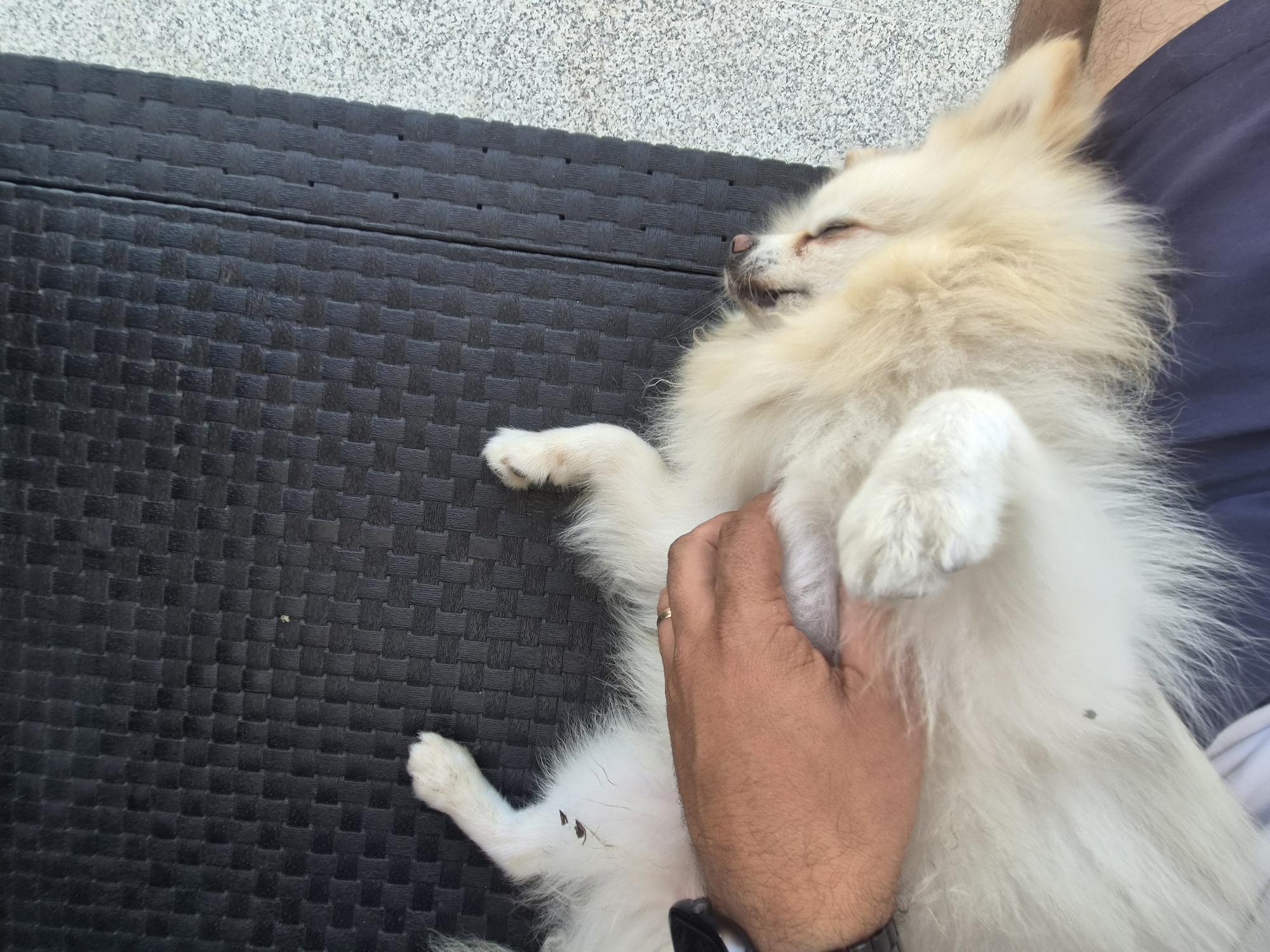 A person's hand, wearing a ring, is stroking a light-colored Pomeranian dog lying on its back. The dog's eyes are closed, and its body is fluffy. They are positioned on a black, woven textured surface, possibly a patio chair or mat, with a light gray speckled surface to the right. The scene appears to be outdoors in Barcelos, Portugal, suggesting a relaxed moment on a warm day.