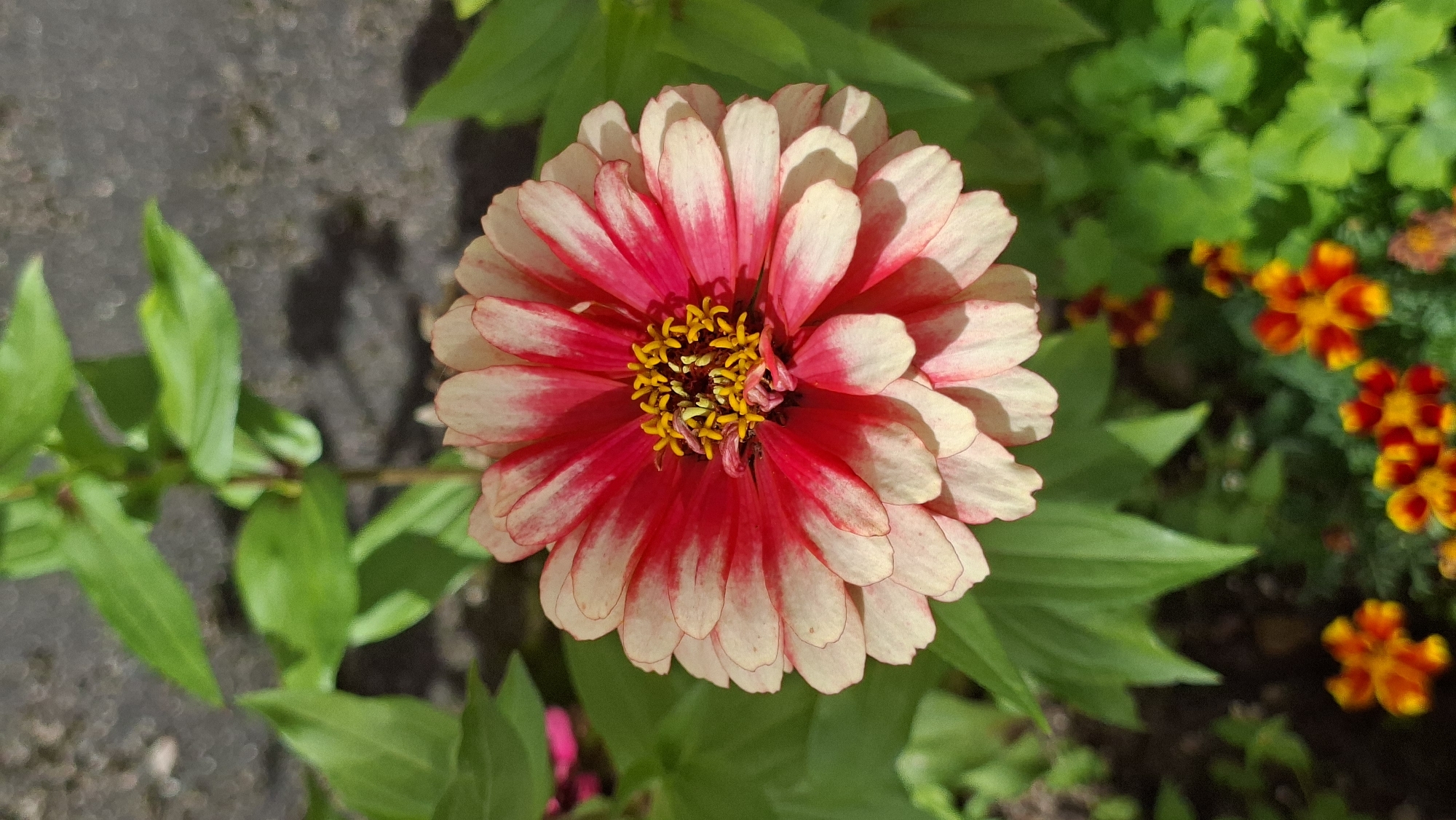 A close-up, vertical shot focuses on a bi-colored zinnia flower, with petals transitioning from creamy white at the edges to a vibrant fuchsia pink towards the center. The flower's yellow pistils and stamens are clearly visible. Surrounding the zinnia are lush green leaves and, in the foreground, several smaller, bright orange and red flowers, likely marigolds. The background is blurred, showing a greyish, textured surface, possibly pavement or a wall, and more green foliage. The image appears to have been taken outdoors in daylight. The image may have been taken in the city of Myadzyel, Belarus, though this cannot be confirmed from the visual information alone.