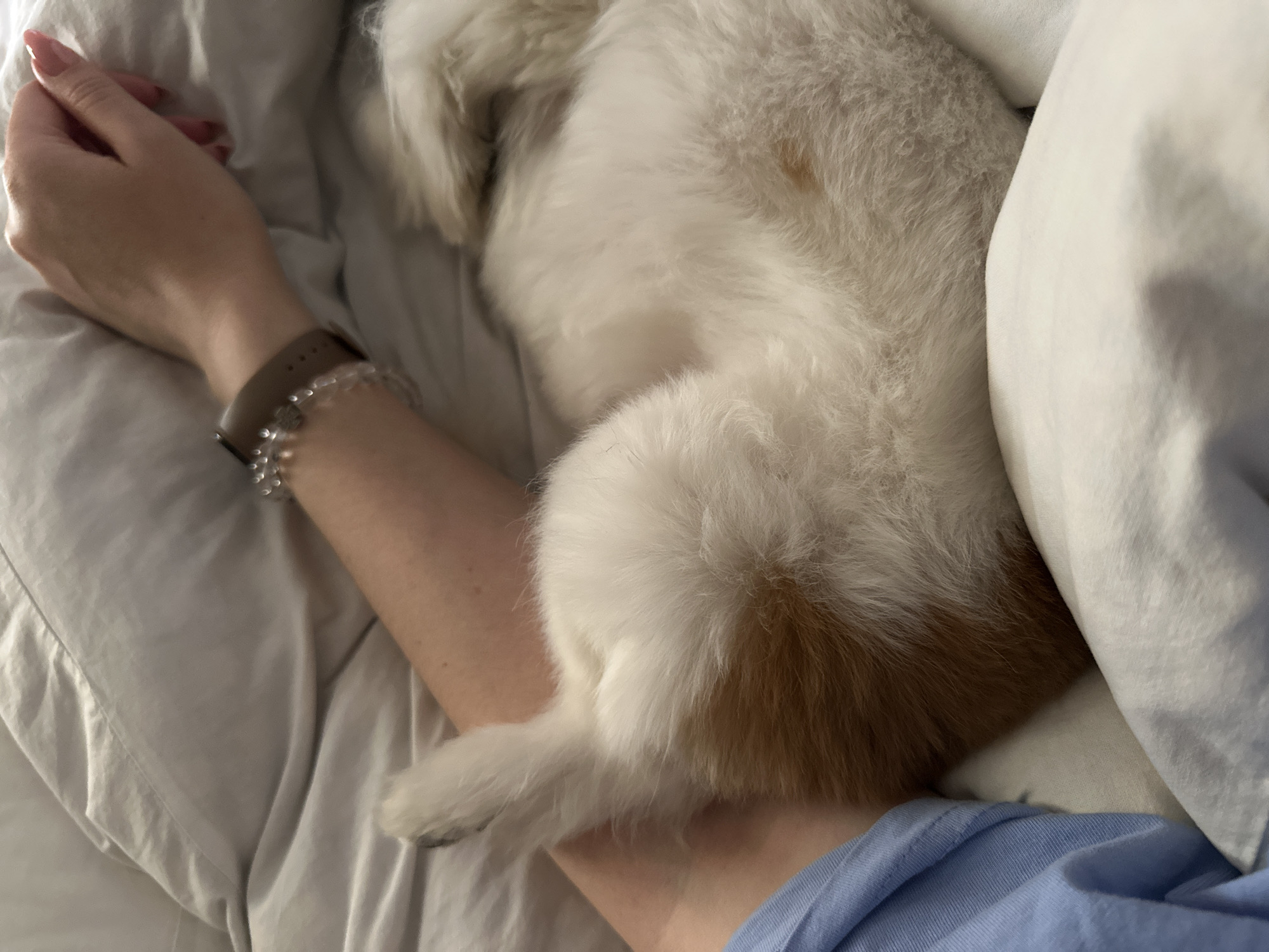 A person's arm rests on white bedding. The arm has a watch and bracelet. A small, fluffy dog with white and tan fur is nestled close to the arm. Part of a light blue shirt is visible. The image was likely taken indoors in a residential setting, possibly a bedroom. There is no evidence in the photo to suggest it was taken in the city of Tbilisi, Georgia.