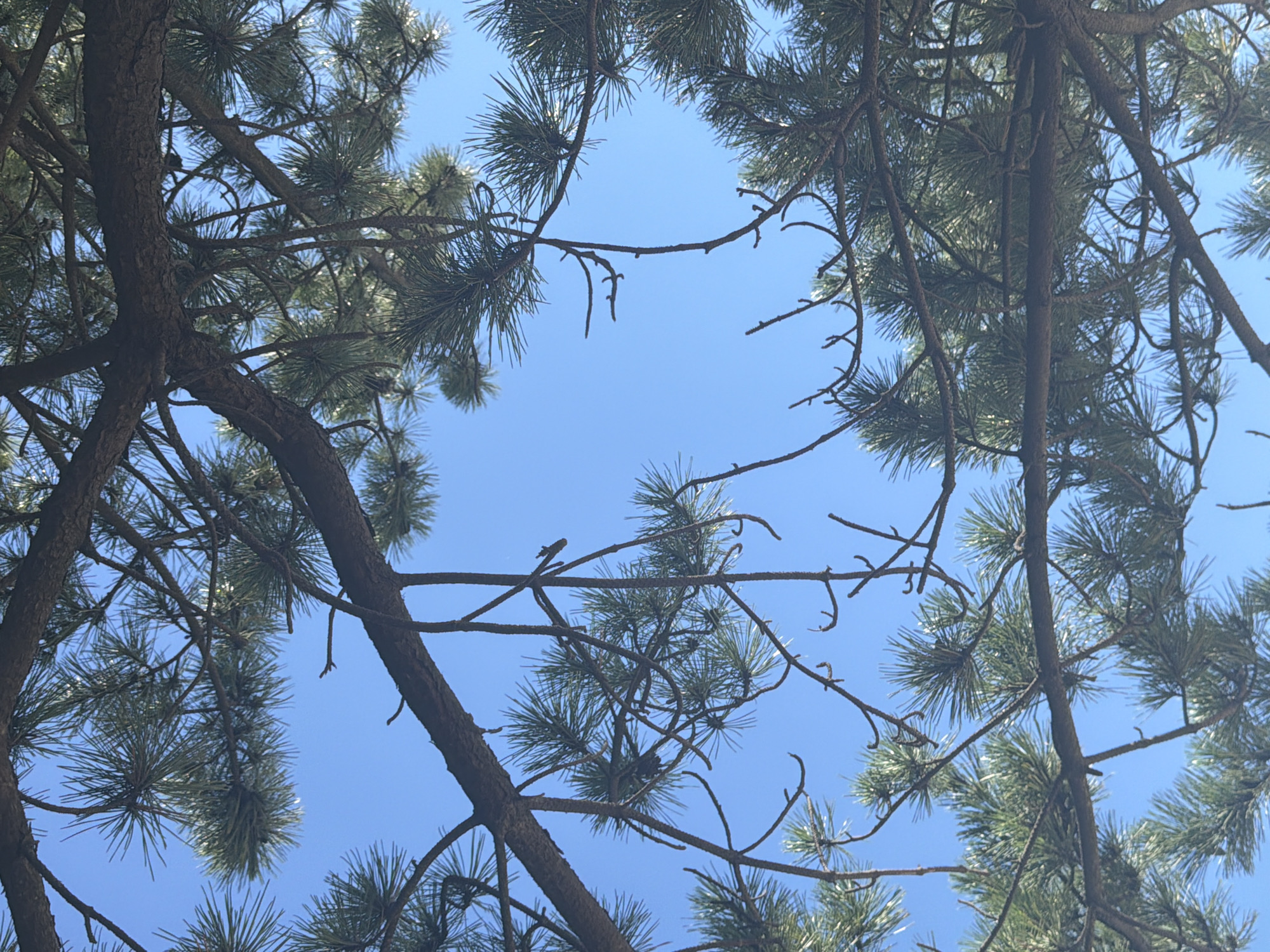 The image shows a close-up, upward view of pine tree branches and needles against a clear blue sky. The branches are thick and brown, with many thin, dark brown twigs extending outwards. The pine needles are long and green, forming dense clusters at the ends of the branches. Sunlight glints off some of the needles, creating small bright spots. The composition is framed by the branches and needles, with the sky visible through the gaps. There are no people, buildings, or other man-made structures visible in the image. The scene appears to be in an outdoor, natural environment.