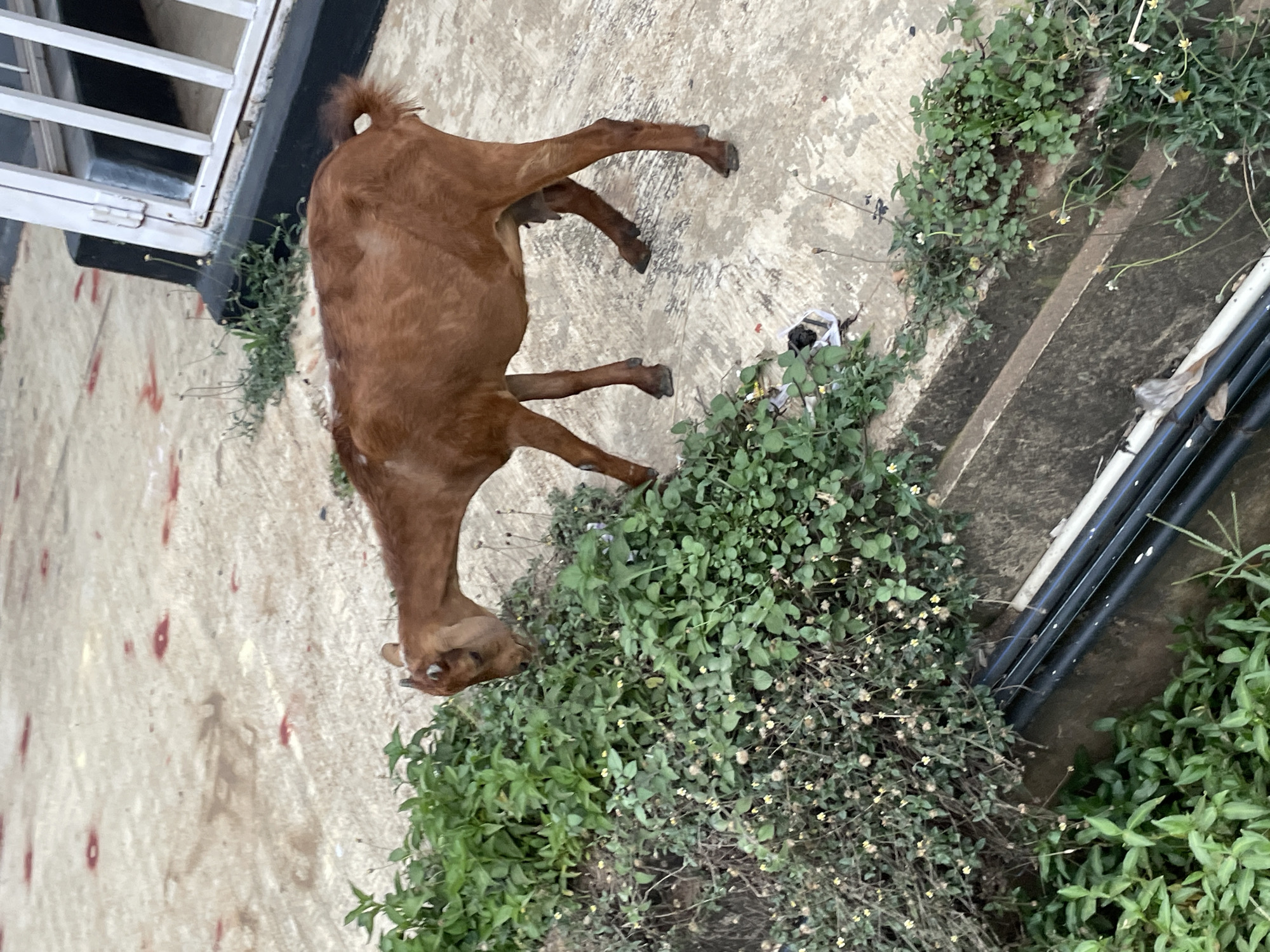 A brown goat is grazing on a patch of green plants next to a concrete walkway. The goat is positioned in the center of the frame, facing left and bending its head down to eat. The ground is a light-colored concrete with some reddish-brown stains and shadows. To the right of the goat, a white metal railing is visible. The environment suggests an outdoor urban setting, possibly a courtyard or a less maintained area within the city of Jos, Nigeria. The overall scene is captured from a slightly elevated angle.
