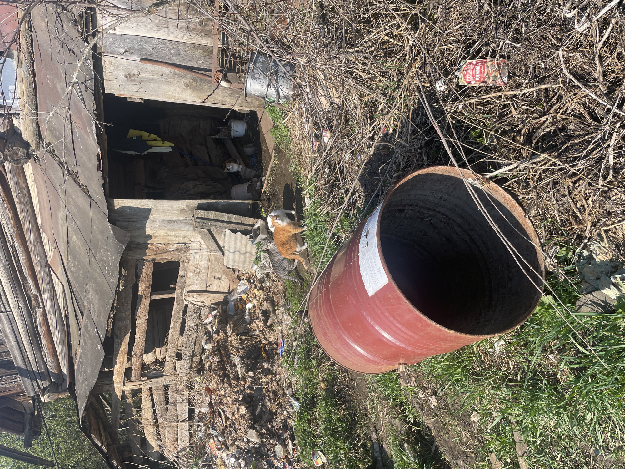 A dilapidated wooden structure stands adjacent to an overturned, rust-colored metal barrel in what appears to be an overgrown, neglected area. The structure has exposed wooden beams and deteriorated cladding. Litter and debris are scattered across the foreground. Two cats are visible; one is in front of the wooden structure and the other is inside of the structure, near a pail. The surrounding environment is a mix of grass, dead vegetation, and dirt. The location is believed to be in Поедуги, Russia.