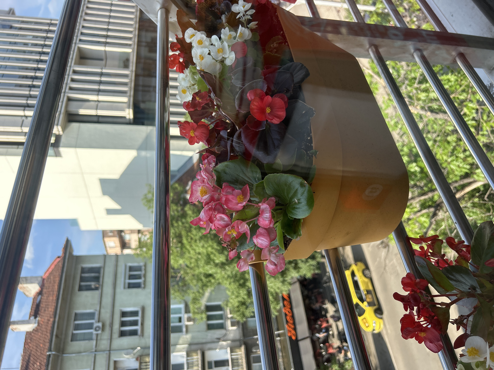The image captures a detailed view from a balcony overlooking a city street, confirmed to be Sofia, Bulgaria, by multiple contextual cues.
In the immediate foreground, shiny metallic horizontal balcony railings are prominent. A light-tan rectangular planter box is suspended from the railings, containing a dense arrangement of blooming Begonias. These flowers display vibrant pink, red, and white petals with yellow centers, accompanied by both dark green and reddish-brown foliage. Additional red and white Begonias are visible in the lower left corner, indicating another planter or a lower part of the same one.
The midground features an active street scene. A yellow station wagon taxi, identifiable by its roof-mounted sign and black side markings characteristic of Bulgarian taxis, is visible on the asphalt road, driving from right to left. Along the street, a commercial establishment features an outdoor seating area where blurred figures of people are visible, suggesting customers at tables. An orange sign with Cyrillic script, partially obscured by trees and the planter, reads what appears to be "Treben" or a similar word. Lush green trees line the street. Across the street, an older, multi-story building with a light-green facade and a distinctive red-tiled hip roof is visible. It features multiple white-framed windows and an exterior air conditioning unit.
The background reveals a mix of urban architecture. A tall, modern building with a vertical, ribbed or slatted facade stands prominently on the right, casting a shadow on an adjacent plainer, light-colored building. Further to the left and behind the older green building, another blocky, brownish building is discernible. The sky above is clear blue with minimal, wispy white clouds, indicating fair weather.