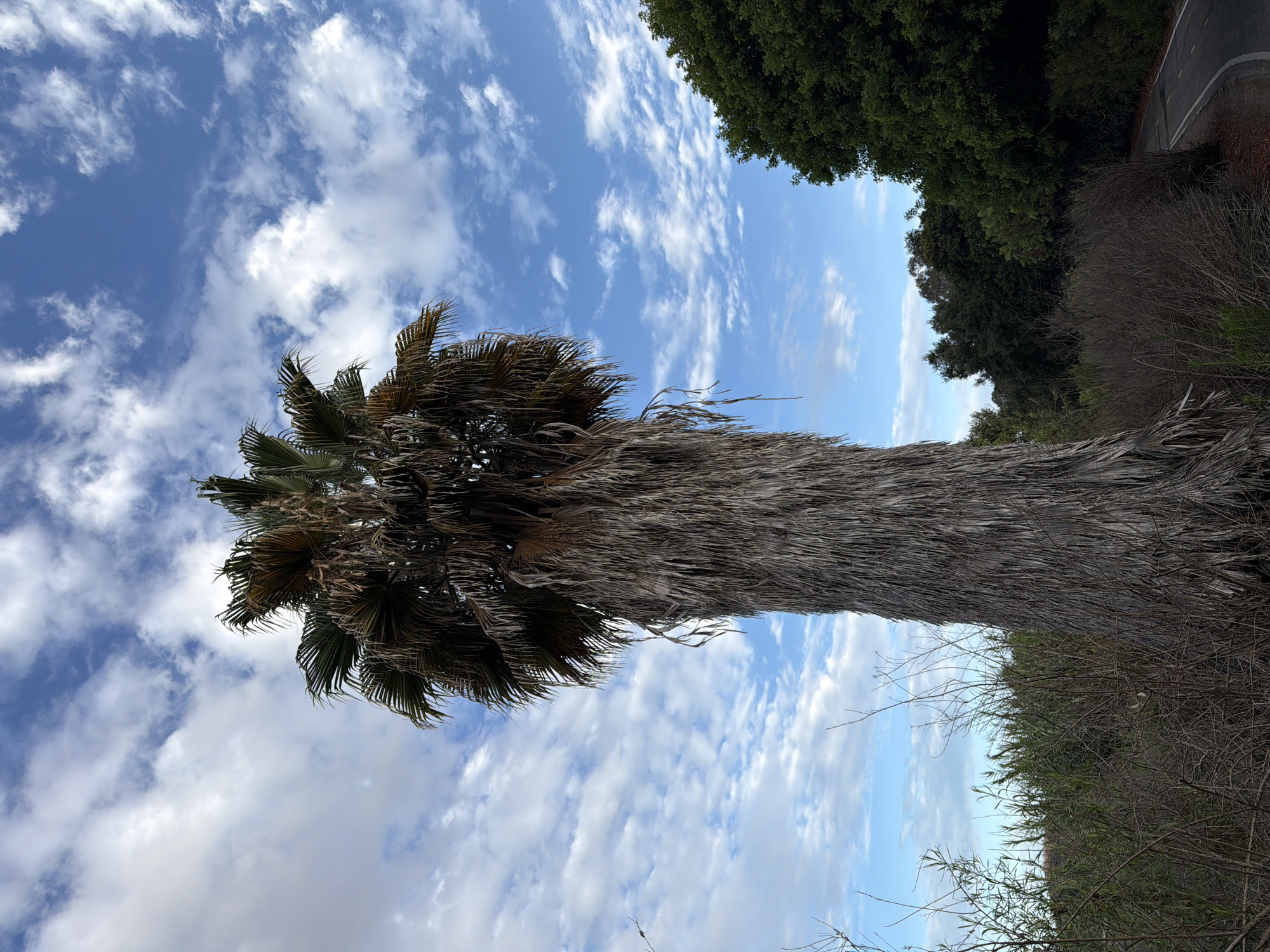 A single, tall palm tree with a dense trunk covered in dried fronds stands prominently in the foreground, reaching towards a partly cloudy blue sky. The palm's green fronds are visible at the top. To the right of the palm, a lush green tree canopy is visible, and a paved path curves through the scene. The ground is covered in dry brush and vegetation. The overall environment suggests a park or natural area. This scene is located in Aliso Viejo, United States of America.
