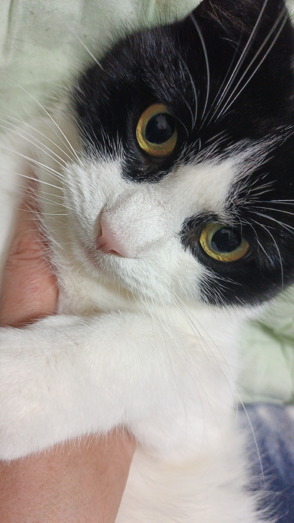 The image is a close-up, portrait-style photograph of a black and white cat. The cat's face is the primary subject, with its large, yellow-green eyes prominent and looking directly at the camera. Its black fur is on its head and ears, with white fur covering its nose, chin, and chest. Long white whiskers fan out from its muzzle. The cat's pink nose is clearly visible. A person's hand is visible holding the cat, with its skin tone appearing fair. The background is out of focus, but appears to be a light green, textured fabric. There is no indication of the city of Drezna, Russia, in this image.