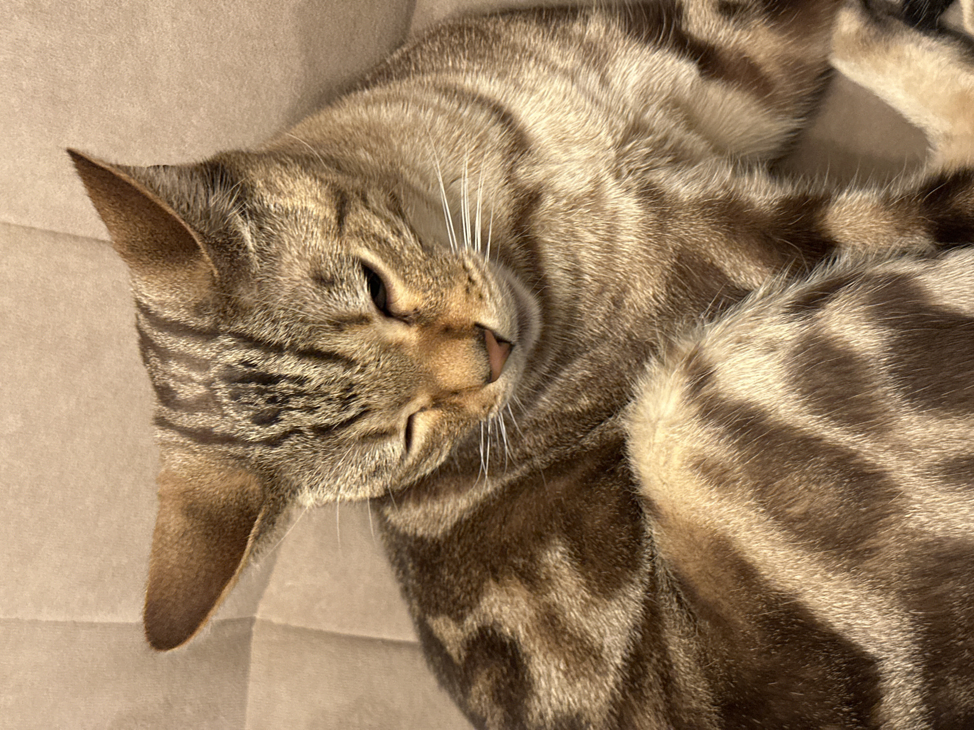 A brown tabby cat is curled up on a beige surface. The cat is lying on its side with its head tilted slightly towards the viewer. Its eyes are closed, and it appears to be sleeping. The cat's fur is marked with dark brown stripes and swirls. The surface the cat is lying on is a plain, beige color and appears to be soft. The photo does not appear to be taken in Chaikovsky, Russia, or feature any details to indicate this.