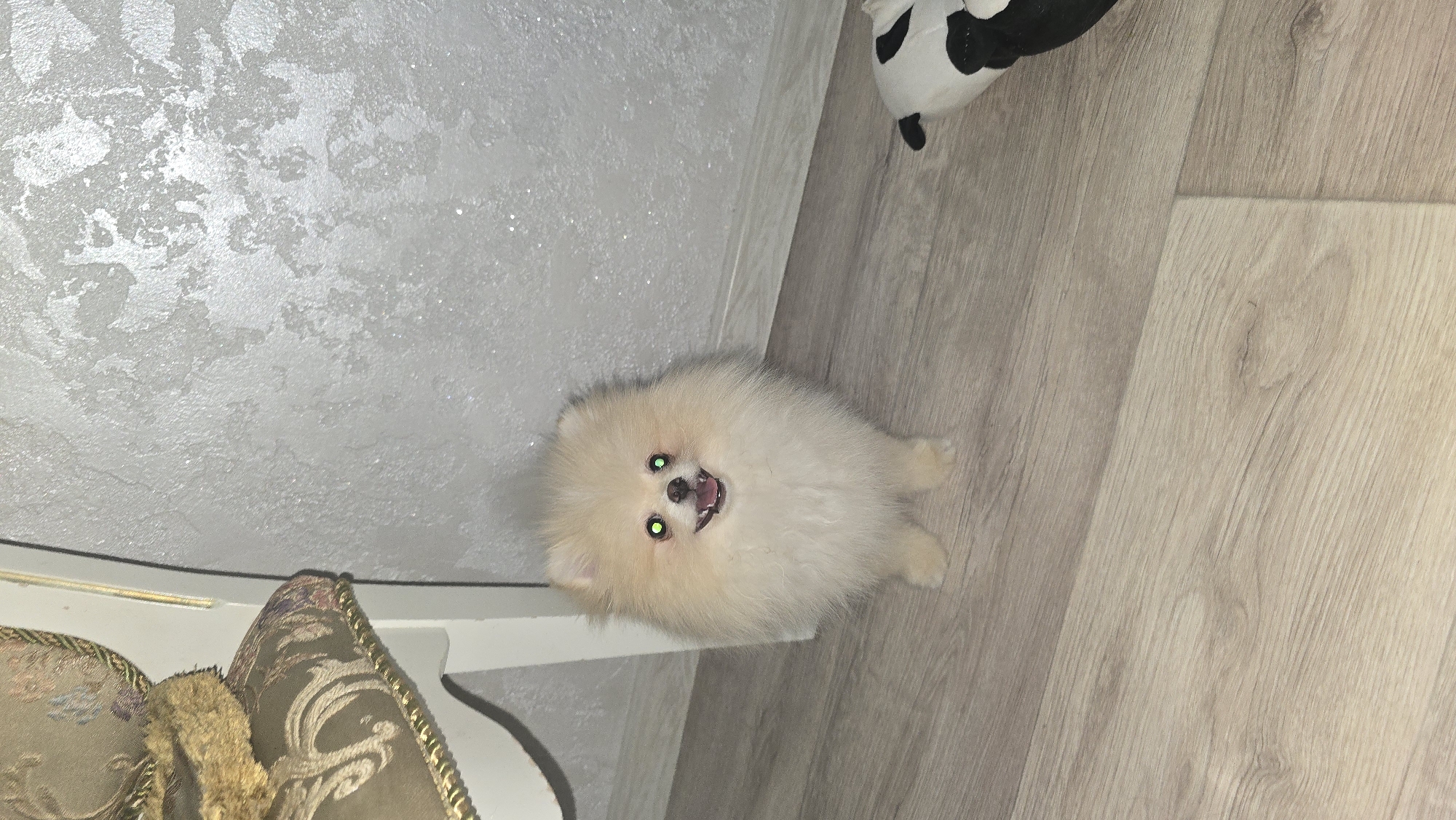 A small, fluffy Pomeranian dog with light cream-colored fur stands on a light wood-grain floor. The dog has bright green eyes and its mouth is open, revealing its teeth and tongue. To the left of the dog, a portion of an ornate chair with gold trim and patterned upholstery is visible. The background consists of a textured, light gray wall. In the lower right corner, a portion of a black and white stuffed animal is visible. The scene appears to be indoors, likely within a residential setting. The image does not contain any specific landmarks or indicators that would allow for its identification as being in the city of Khrustalnyi, Ukraine.