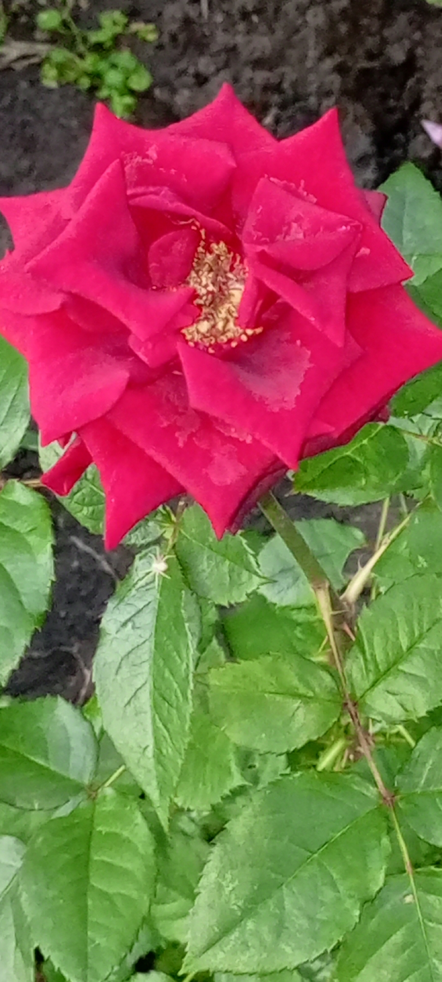 This is a close-up, vertical, eye-level shot of a vibrant red rose bloom with green leaves. The rose is the primary subject, filling most of the frame from the top down. Its petals are a deep, rich red and appear slightly wet, perhaps from dew or recent rain. The center of the rose is a cluster of stamens with a golden-brown color. The rose is surrounded by its green foliage, with some leaves in sharp focus and others slightly blurred. The background is dark and out of focus, appearing to be soil and possibly more greenery.
A very small, pale spider is visible on one of the green leaves towards the bottom left of the image, adding a subtle detail to the natural scene. The overall impression is one of natural beauty and delicate detail, emphasizing the texture and color of the rose and its surrounding plant life. The lighting suggests it might be daytime, possibly overcast or early morning/late evening given the soft light and lack of harsh shadows. The location context of Kirsanov, Russia, indicates this is likely an outdoor garden setting. There is no visible text in the image.