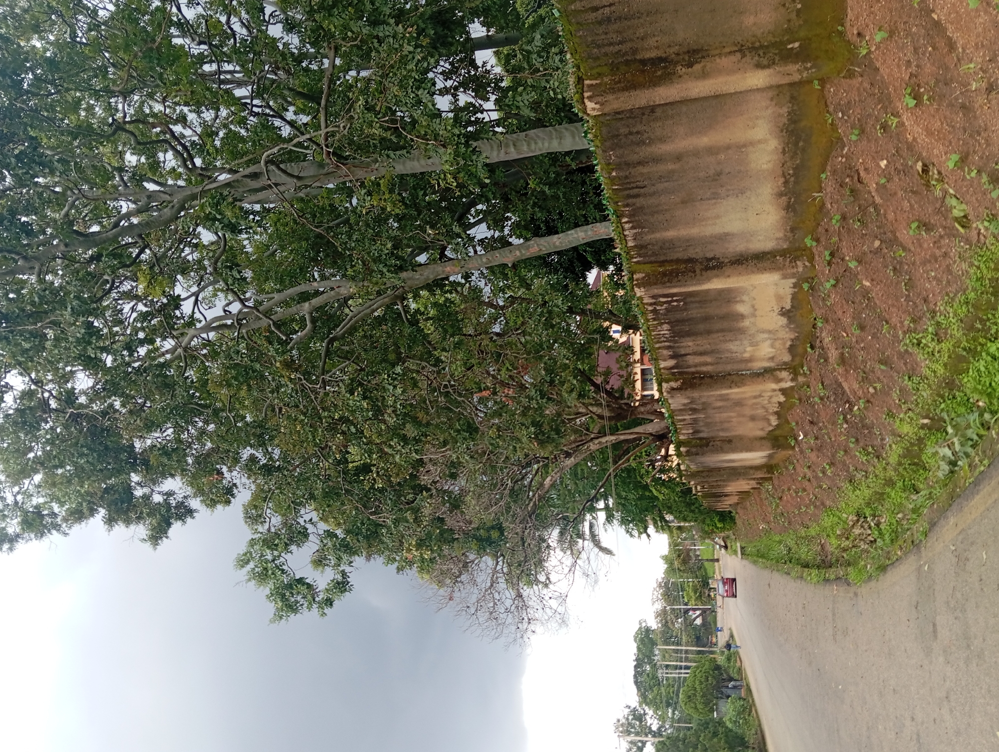 The image depicts a street scene in an urban environment. A gray, overcast sky dominates the upper portion of the frame. A weathered concrete wall runs along the right side of the road, topped with what appears to be broken green glass fragments, possibly for security. Lush green trees with thick trunks and branches grow behind the wall. To the left of the wall, a paved road curves away into the distance. A red car is seen driving on the road. The roadside slopes upwards from the road, covered in sparse green vegetation and reddish-brown soil. Further in the distance, more trees and some buildings are visible. The overall impression is of a suburban or semi-urban area under a cloudy sky.