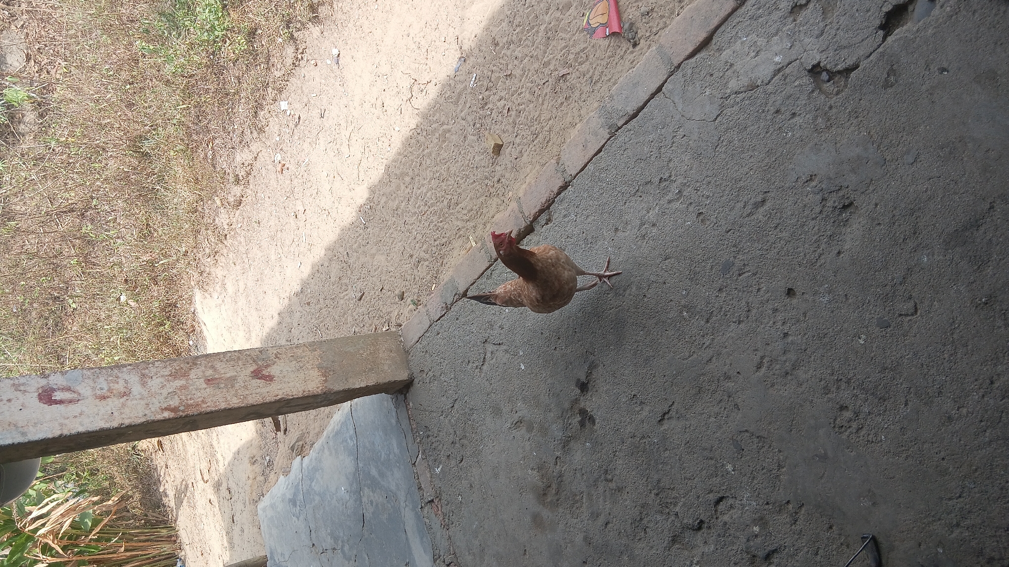 A single brown chicken with a red comb stands on a cracked concrete surface. To the left of the chicken, a weathered concrete pillar is partially visible. Behind the pillar and to the right, a dusty, sandy area is covered with dry vegetation and sparse green plants. The scene appears to be outdoors, possibly in a rural or semi-urban setting. There are no people visible in the image. The lighting suggests it is daytime, with a shadow cast across the ground from the pillar.