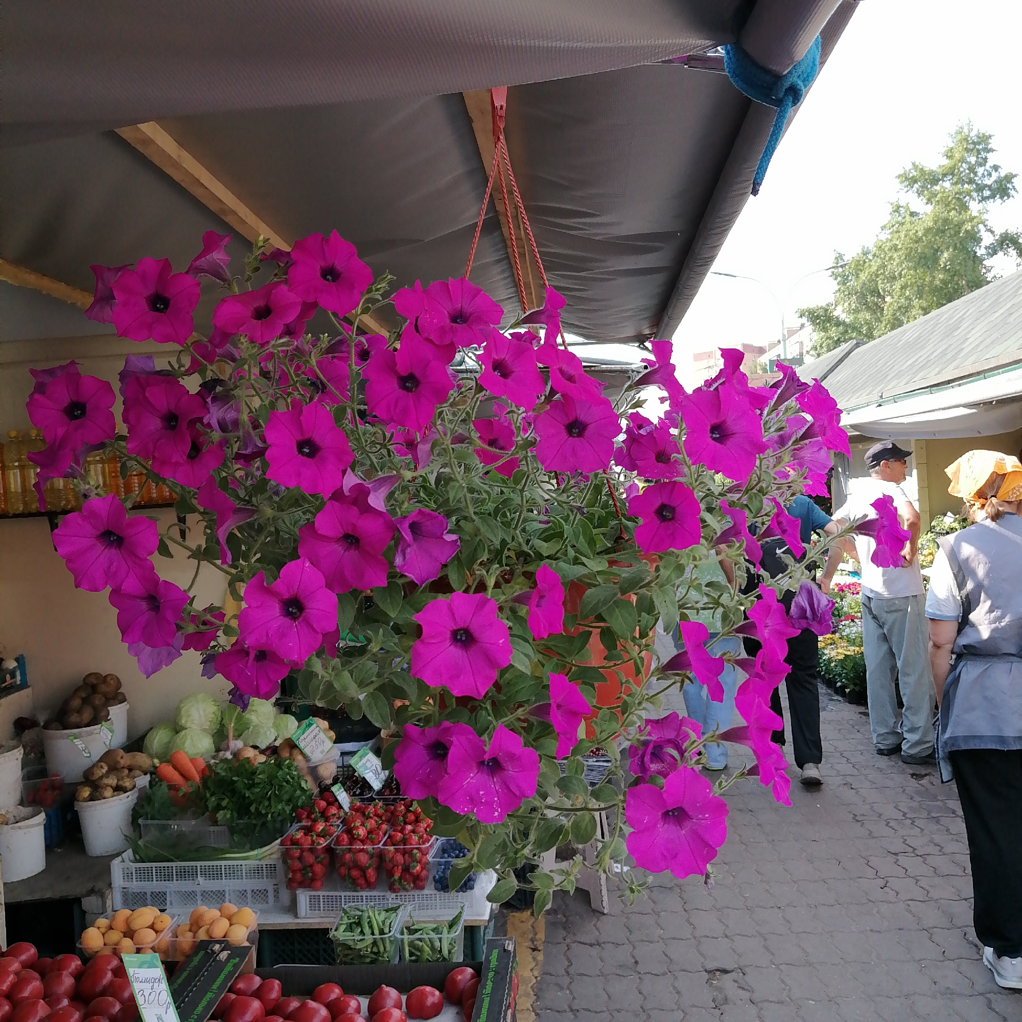 A vibrant fuchsia petunia plant hangs in a terracotta pot from a stall at an outdoor market. The plant is lush and full, with numerous blooms of varying sizes, some with darker centers. The stall features a tarped roof supported by wooden beams, and a blue rope is tied to one of the beams. Below the hanging plant, produce is displayed on shelves and in crates. Items visible include tomatoes, apricots, strawberries, blueberries, carrots, cabbage, potatoes, and green beans. Several people are browsing the market in the background, some standing and looking at the produce, others walking away. One person wears a yellow headscarf and a gray vest, another a black baseball cap and white t-shirt, and another a blue shirt. The ground is paved with interlocking gray stones. The scene is bathed in natural daylight.
