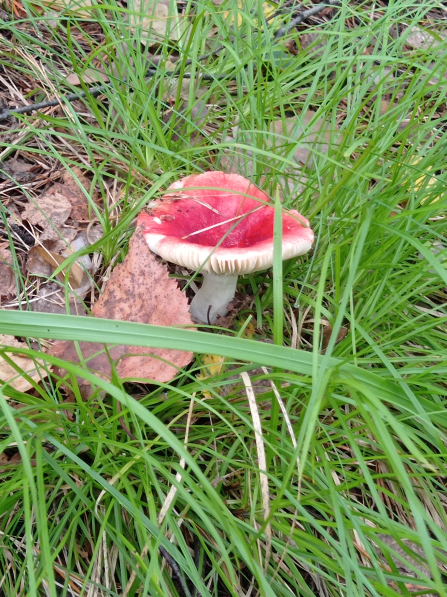 A single, red-capped mushroom with a white stem and gills grows amidst green grass and fallen leaves. The mushroom is positioned slightly to the right of the frame's center. The background consists of dry grass, twigs, and brown leaves scattered on the ground. A prominent brown leaf with dark speckles is situated to the left of the mushroom. The overall scene depicts a natural outdoor environment, likely a forest floor or park area within the city of Degtyarsk, Russia. No people or any actions are depicted in the image.