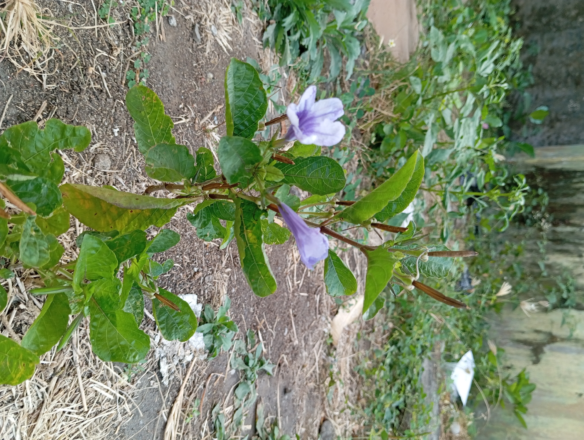 A vibrant, green plant with several purple flowers and brown seed pods stands prominently in the foreground, positioned slightly to the left of center. The plant's leaves are large and textured, with visible veins. Two fully bloomed purple flowers are visible, one on the left and one in the upper center, with a third bud or unopened flower on the right. The plant is rooted in dry, sandy soil, scattered with twigs and dried grass. In the background, a textured, light-colored wall or building is partially visible, with patches of greenery and some dried leaves on the ground. The scene appears to be an outdoor area, possibly a garden or a neglected patch of land, located in Pandaan, Indonesia. There are no people or animals present in the image.