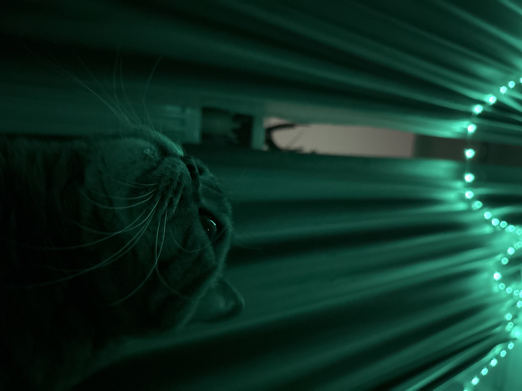 A low-angle, close-up shot captures a tabby cat looking upwards, its face illuminated by green string lights draped above dark green curtains. The cat's whiskers are prominent, and its eyes are visible. The background reveals a glimpse of a window with subtle light filtering through. The scene is set indoors, possibly in a residential area of Mikhaylovsk, Russia, though no specific landmarks are identifiable. The overall lighting is dim and moody, with the green glow dominating the image.