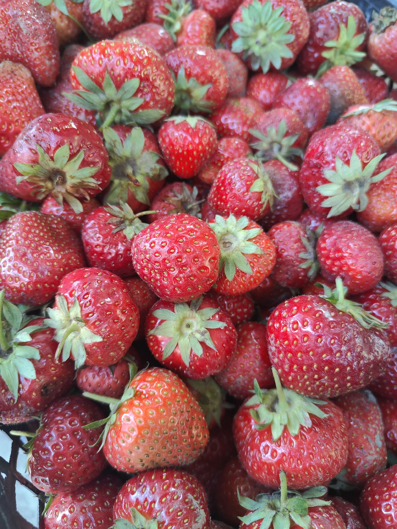A close-up, overhead, outdoor, natural light photograph shows a pile of ripe, red strawberries. The strawberries are plump and have visible seeds. The green stems and leaves are also apparent on many of the fruits. The berries are densely packed, filling the frame from edge to edge. Some strawberries appear slightly bruised or imperfect, suggesting they are freshly picked. The background is indistinct, consisting of more strawberries and possibly a dark container. There are no people, animals, or signs of human activity other than the presumed harvesting of the fruit. The setting is likely a market stall or a garden in Kryvyi Rih, Ukraine, during the strawberry season.