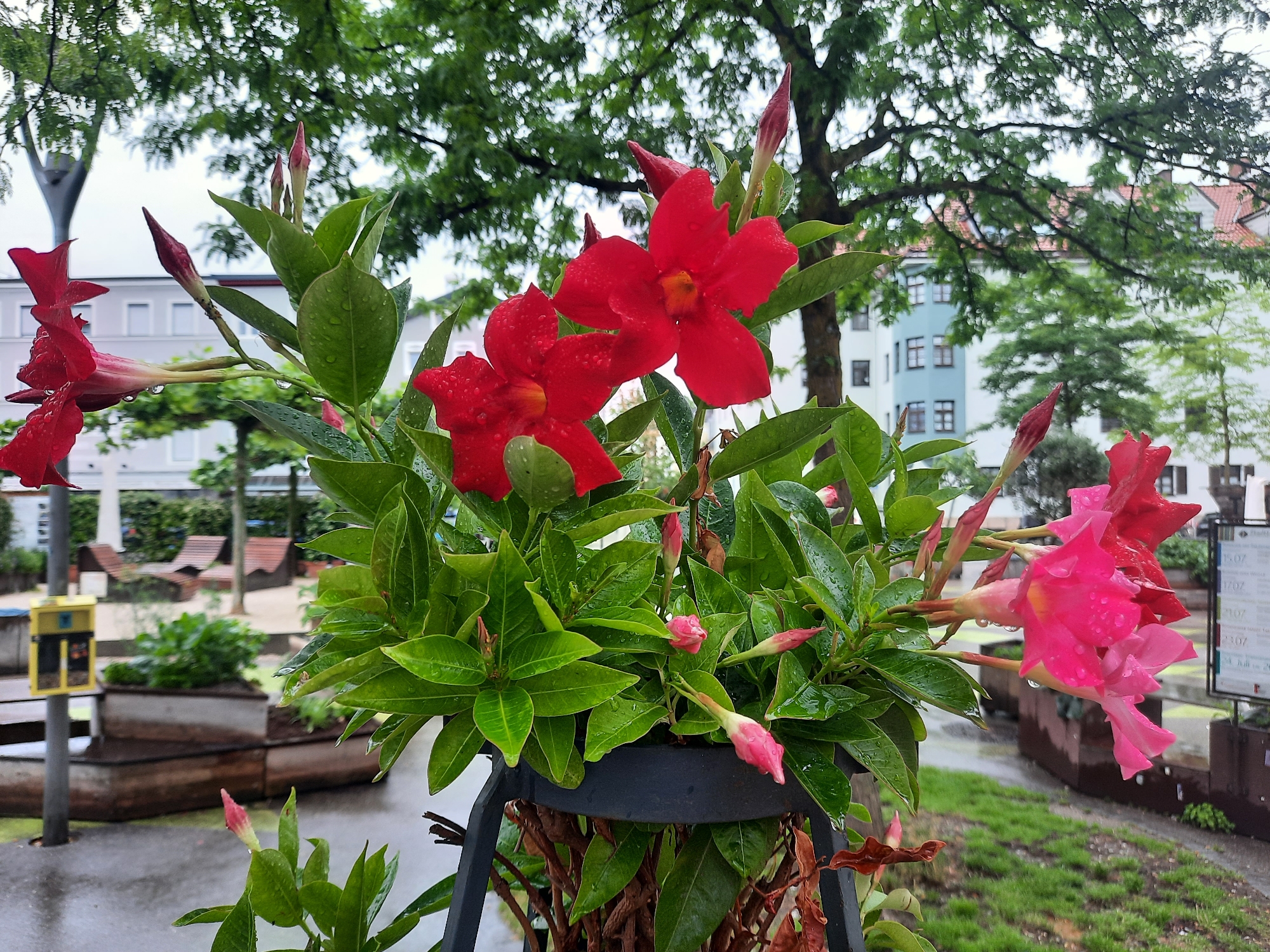 The image captures a close-up view of a flowering plant in a planter, likely in a public outdoor space within Rosenheim, Germany. The plant features numerous bright red and pink trumpet-shaped flowers, many of which are adorned with water droplets, suggesting recent rainfall. The leaves are a vibrant green and glossy, also bearing water droplets. Several flower buds are visible, some in shades of red and others in pink, indicating ongoing blooming.
In the background, out of focus, the scene depicts an urban environment. Elements visible include trees with lush green foliage, the facades of multi-story buildings with visible windows and tiled roofs, and what appears to be a park-like area with green grass and some wooden benches or structures. A light pole with a yellow electronic device is also present to the left of the planter. The ground is wet, consistent with the presence of water droplets on the flowers and leaves. The overall impression is one of a rainy day in an urban garden or courtyard.