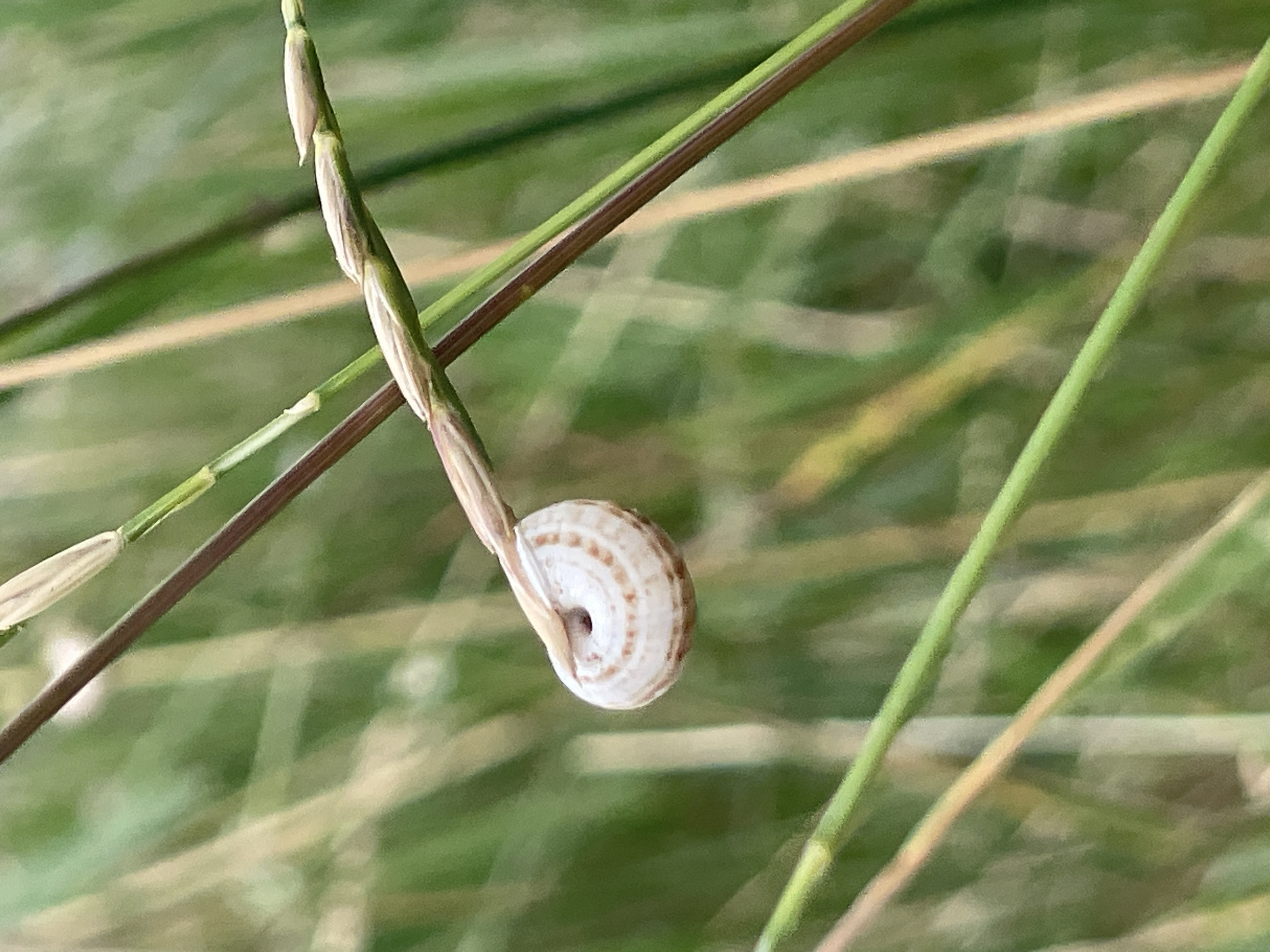 A tiny, coiled snail with a light brown and white striped shell clings to a thin, vertical blade of grass. The snail's shell is a spiral, with concentric lines of varying thickness. It is positioned on the lower part of the grass stalk, which is a light tan color and appears to be twisting slightly. In the background, out of focus, are more blades of grass, creating a soft, blurred green and yellow backdrop. The lighting suggests it is daytime, with natural light illuminating the scene. The overall impression is one of nature's small details, a miniature world captured in a close-up view. No people, text, or specific events are visible. The location context is Cahul, Moldova, implying this scene is set within that geographical area.