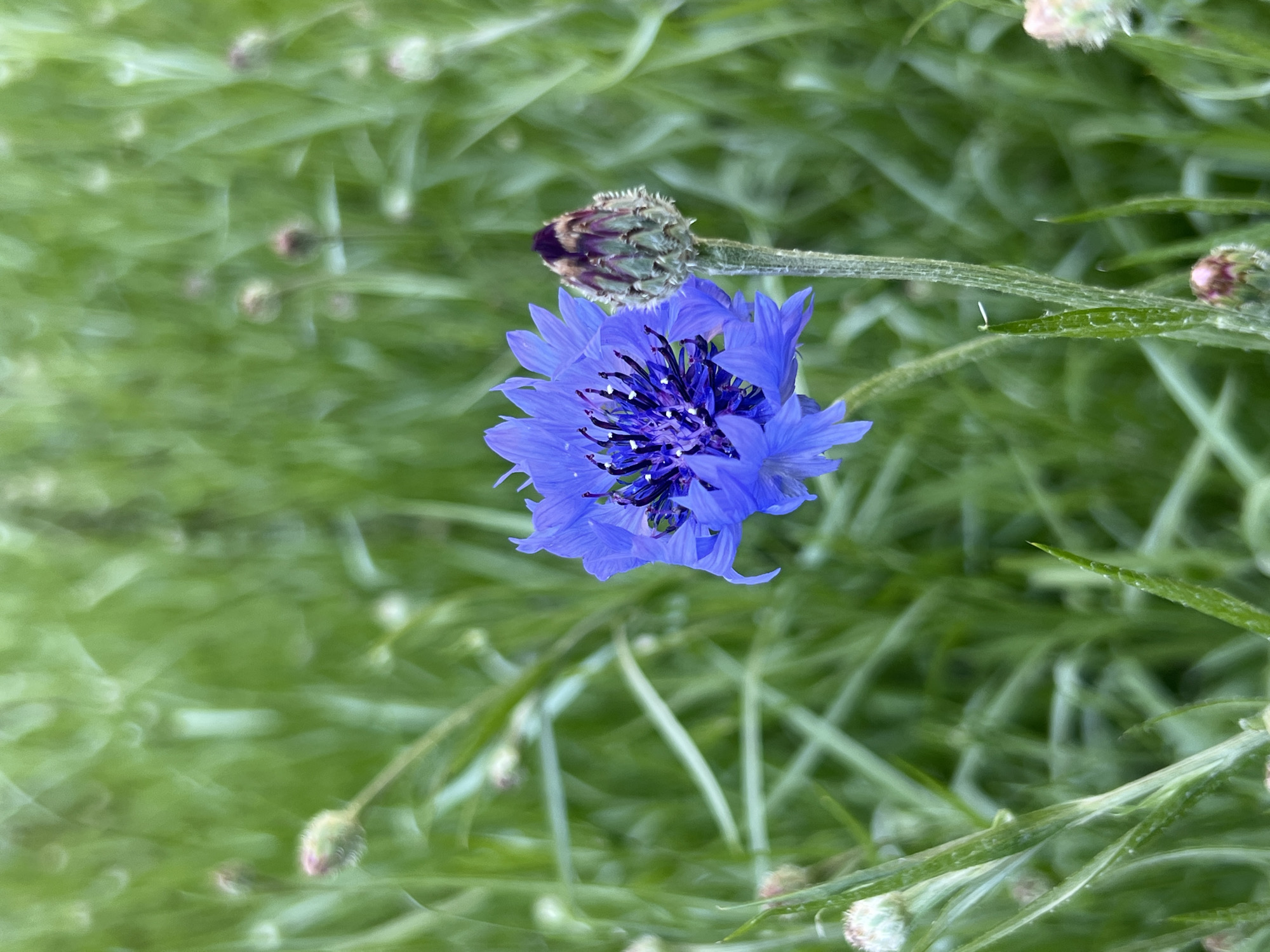 A vibrant blue cornflower is captured in a close-up, top-down perspective, showcasing its delicate beauty against a softly blurred green background. The central flower features numerous electric blue, fringed petals radiating from a darker, intricate center composed of purple-black florets and subtle white-tipped stamens. Directly above this blooming flower, an unopened cornflower bud is visible on a green stem. This bud presents a reddish-purple and green coloration with a textured surface, indicating its developmental stage.
The background consists of lush green foliage, likely a field or garden of similar plants, rendered with a shallow depth of field to create a soft, ethereal bokeh effect. Several other smaller, out-of-focus flower buds are scattered throughout the verdant backdrop, adding depth to the scene. The image portrays a serene natural setting, with bright, natural lighting suggesting daytime conditions. There are no human subjects or activities depicted, allowing the focus to remain entirely on the botanical details. The overall impression is one of tranquility and natural elegance. This scene was captured in Sochi, Russia. No text is visible in the media.
