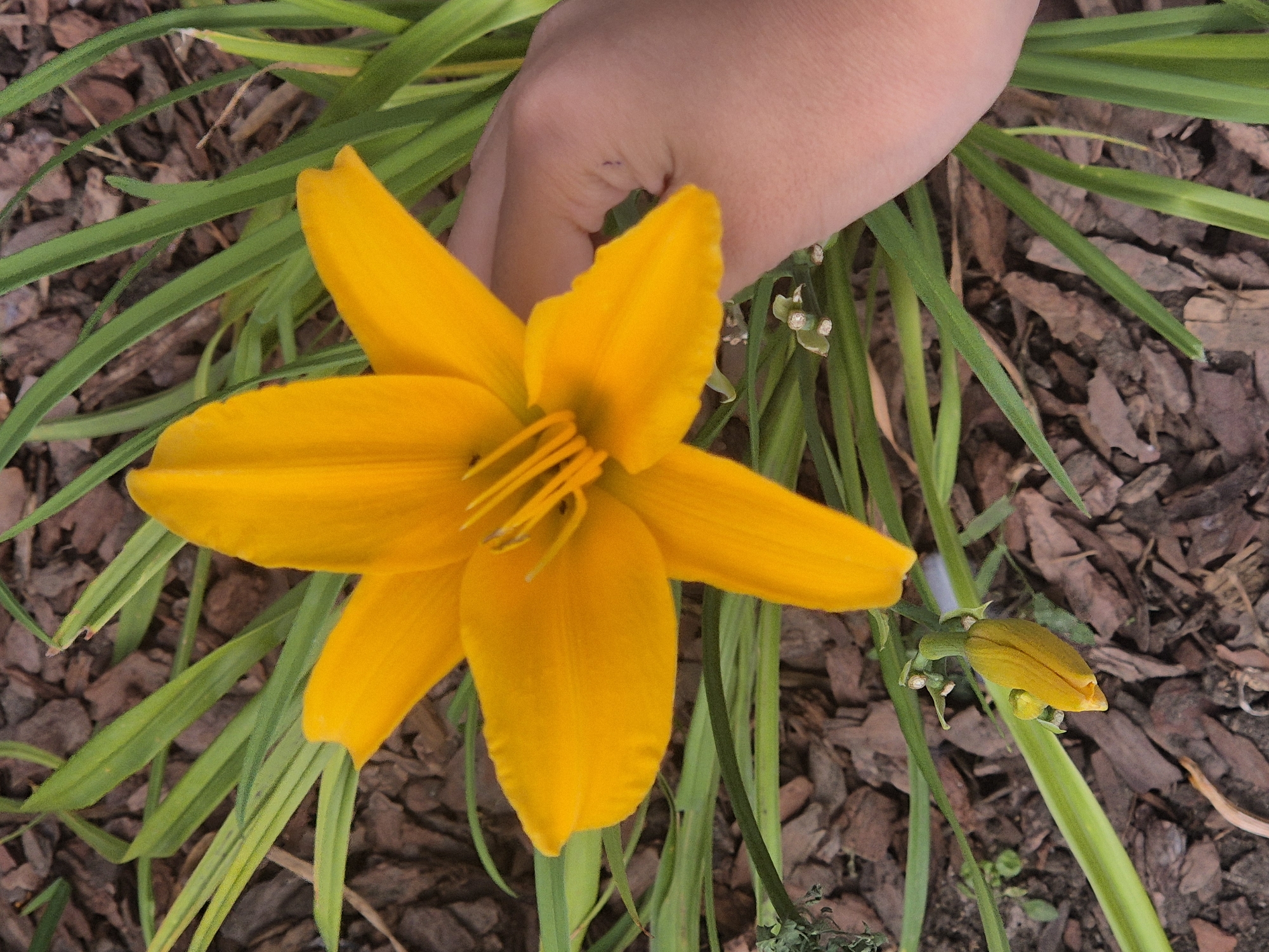 The image is a close-up, overhead shot of a bright orange lily in a garden. The lily has six petals and prominent yellow stamens. A human hand, with fair skin, is partially visible on the right side of the frame, gently touching one of the lily's petals. The flower is surrounded by long, thin green leaves and a bed of dark brown mulch. In the lower left quadrant, a small yellow lily bud is visible. The scene appears to be outdoors in a natural or cultivated garden setting. There are no identifiable landmarks suggesting a specific location within Kokshetau, Kazakhstan.