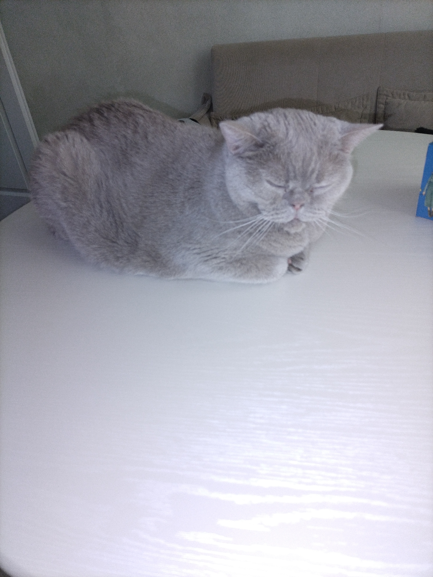 A light grey British Shorthair cat with its eyes closed is resting on a white surface. The cat's fur is short and dense, and its face is round with large, expressive whiskers. The background is blurred, but appears to be an indoor setting with a muted, textured wall and a piece of furniture. The white surface the cat is on is well-lit, with some subtle horizontal shadows or reflections visible. There is a small blue object with a figure on it visible in the upper right corner.