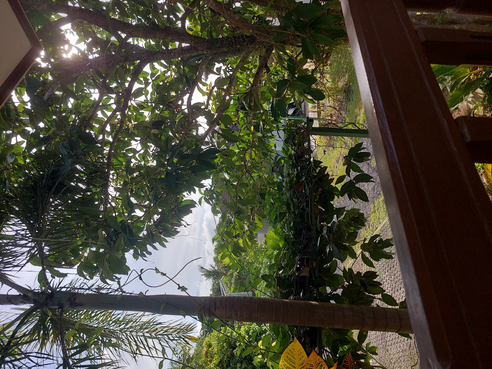 The image depicts an outdoor scene viewed from a wooden balcony railing in Baan Mae Nam, Thailand. The foreground is dominated by the dark brown wooden railing, with parts of green foliage visible beneath it. Beyond the railing, a paved walkway with a circular pattern is visible, leading into a lush, green environment. A tall palm tree with its distinctive rough trunk stands on the left, its fronds reaching towards the sky. To the right, a large tree with a textured bark is covered in dense green leaves, with sunlight filtering through the canopy, creating bright spots and casting shadows. The background reveals more tropical vegetation, some houses with tiled roofs, and a cloudy sky. The overall impression is of a tropical garden or residential area bathed in natural light. There are no people or animals visible in the image.