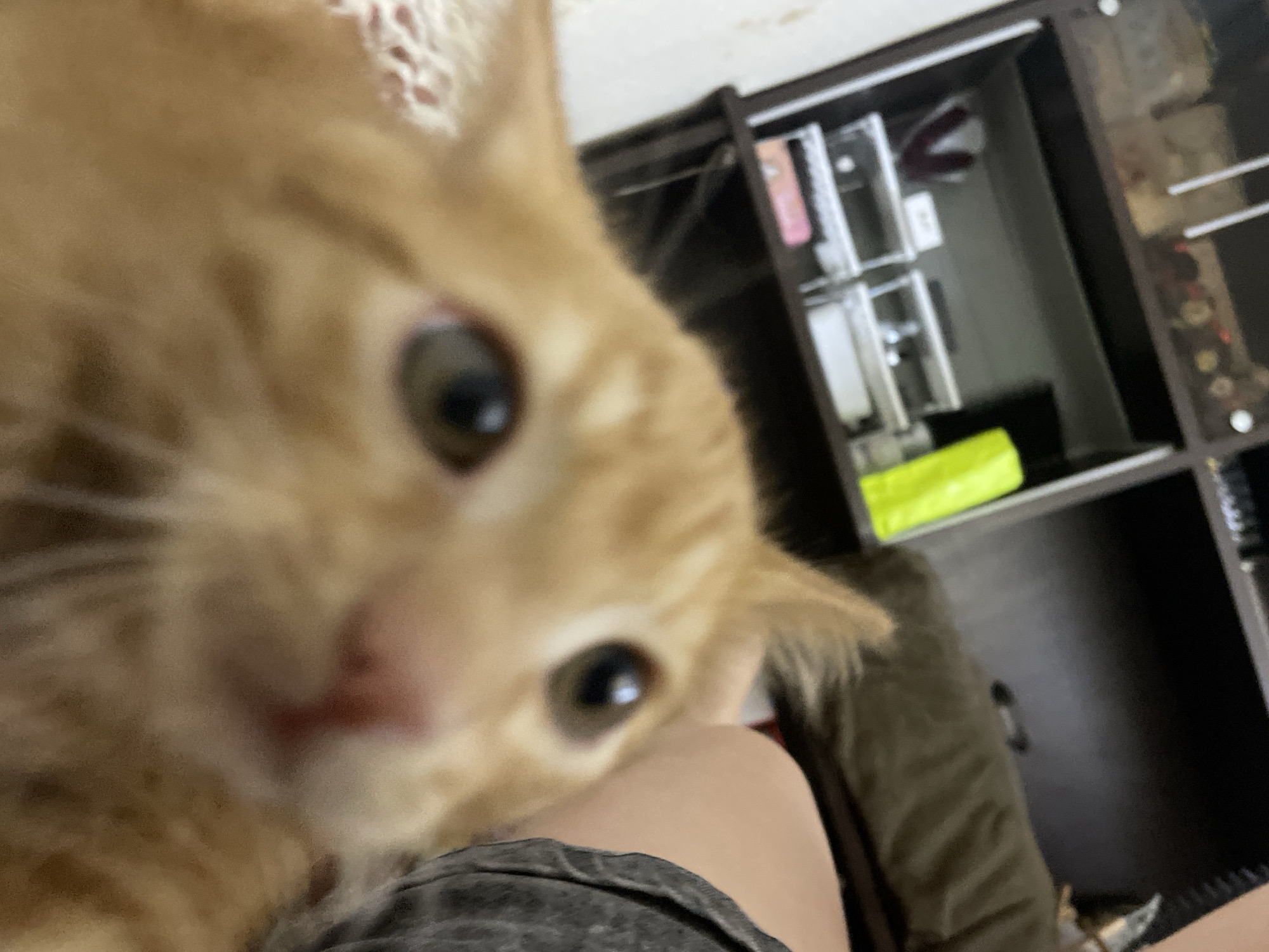 The image shows a close-up, out-of-focus view of an orange tabby cat's face. The cat's left eye is visible, with a green iris and a black pupil. The cat's nose appears pinkish-red. The background is blurred and shows a dark brown shelf unit with various items on it, including what appears to be a bright green object. To the right of the cat, a person's skin and gray fabric are visible. The scene appears to be indoors, possibly in a residential setting. There is no information in the image that can identify the location as Almaty, Kazakhstan.