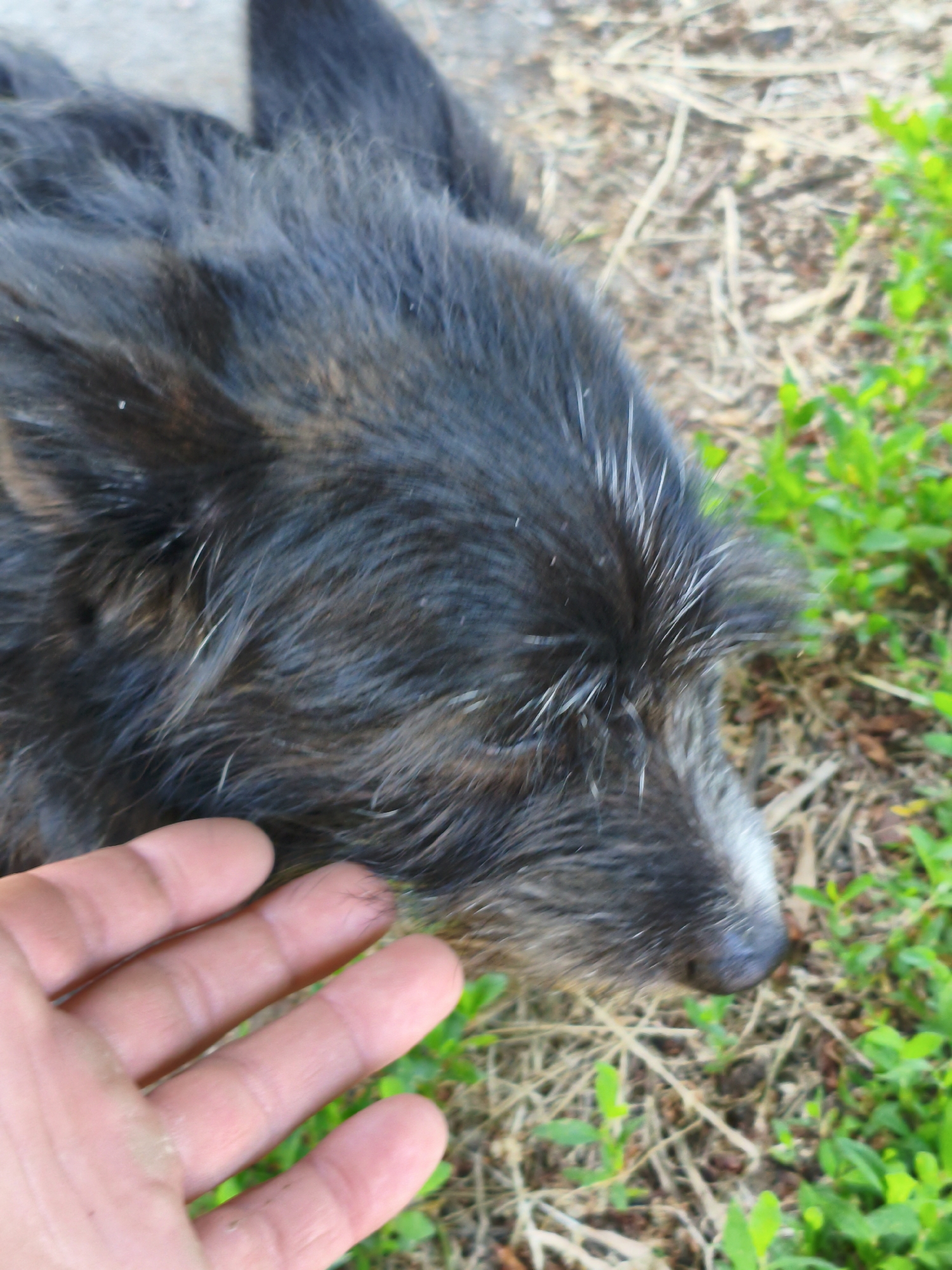 The image presents a close-up, top-down view of a dark-furred dog being petted by a human hand in an outdoor setting in Velyka Bahachka, Ukraine. The dog's fur is primarily black and dark brown, appearing shaggy and somewhat coarse, with prominent white and grey hairs intermingled, particularly around its snout and across its head. The dog's head is resting, suggesting a relaxed and calm state.
A human's left hand enters the frame from the lower-left, palm facing upwards with fingers slightly curled, appearing to gently stroke or comfort the dog's head. The hand shows minor smudges, indicative of outdoor activity.
The background consists of dry, light-brown ground cover, likely straw or dead grass, interspersed with patches of vibrant green vegetation, reinforcing the outdoor environment. The lighting is soft and even, typical of daytime without harsh direct sunlight. There is no visible text in the image. The interaction between the hand and the dog conveys a sense of quiet companionship and affection.