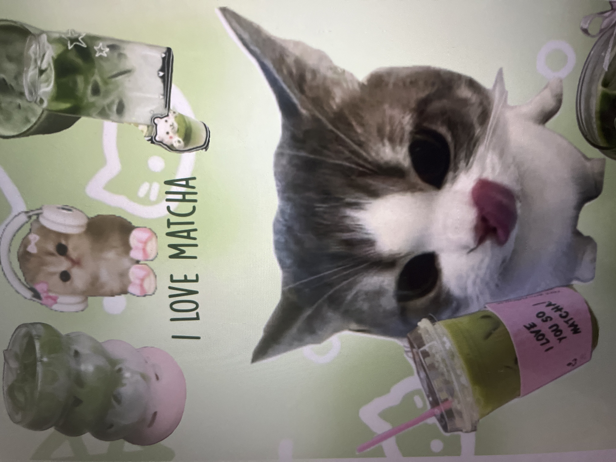 A cat with gray and white fur is licking its nose in front of a light green background. It is holding a clear plastic cup with a pink straw and a pink paper sleeve that reads "I LOVE YOU SO MATCHA!". There are several matcha drinks and two animated cats in the background. The image is likely a digital collage or illustration.