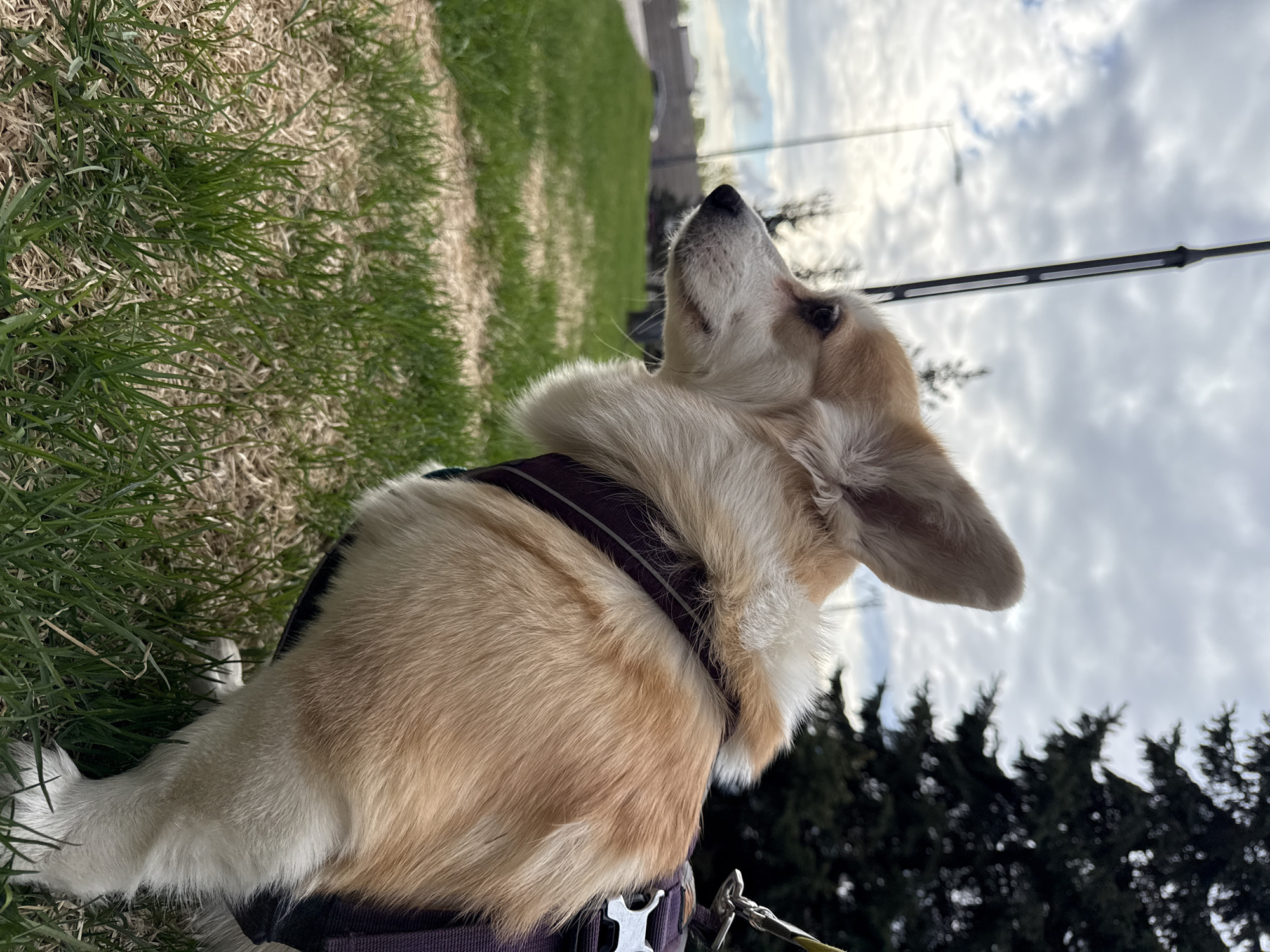 A tan and white Corgi wearing a purple harness and leash is sitting in grass, looking up at the sky. The background consists of a green lawn, trees, a light post, and a cloudy sky. The location is in a park in a developed area with buildings and urban infrastructure. There is no explicit evidence that the scene is in Krasnoyarsk, Russia.