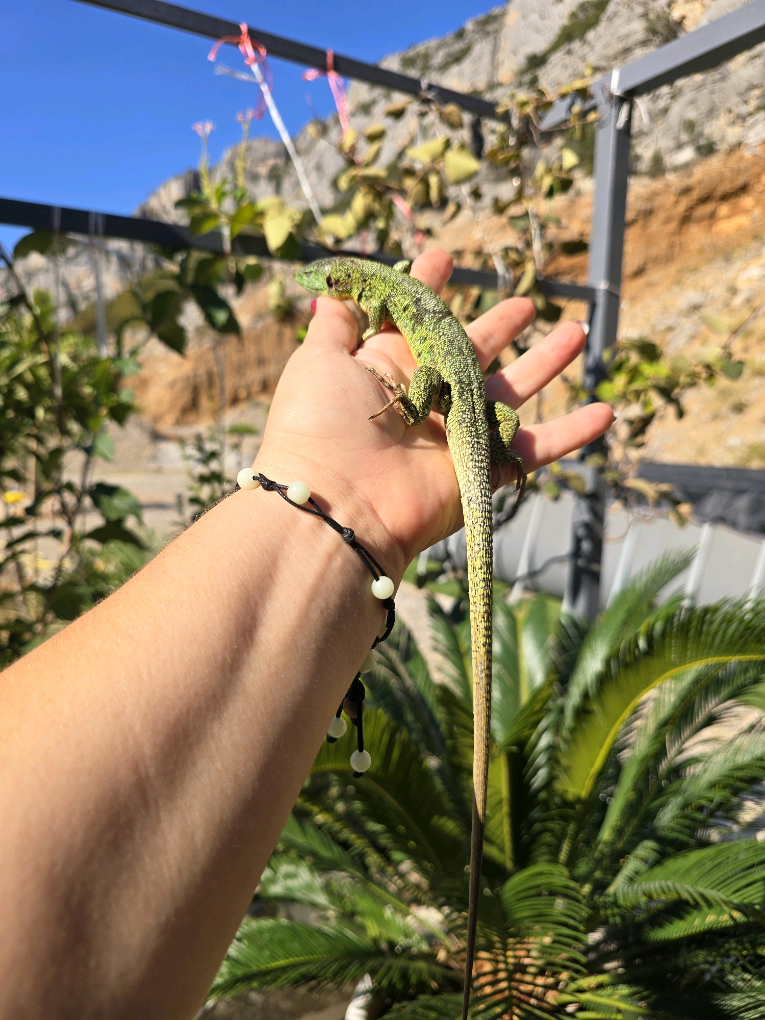 A green lizard is perched on a person's palm. The lizard is long and slender, with visible scales and a long tail that extends downwards. The person's hand and forearm are visible, with a black string bracelet adorned with light-colored beads on the wrist. In the background, there is lush green foliage, a glimpse of a rocky hill or mountain, and a clear blue sky. The scene appears to be outdoors in a warm climate. There is no information available to determine the location in the city of Podgorica, Montenegro.