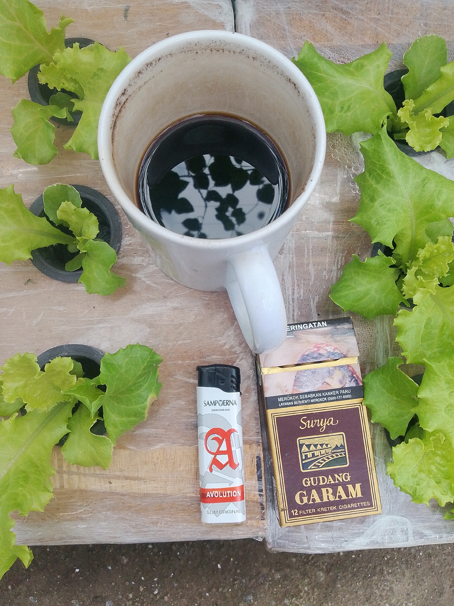In Bandar Lampung, Indonesia, a white mug containing dark coffee sits on a weathered wooden surface. Surrounding the mug are several small potted plants with vibrant green lettuce leaves. To the right of the mug is a pack of Gudang Garam cigarettes, brown with gold lettering, and a white Sampoerna A. brand lighter positioned in front of it. The scene is captured from a top-down perspective.