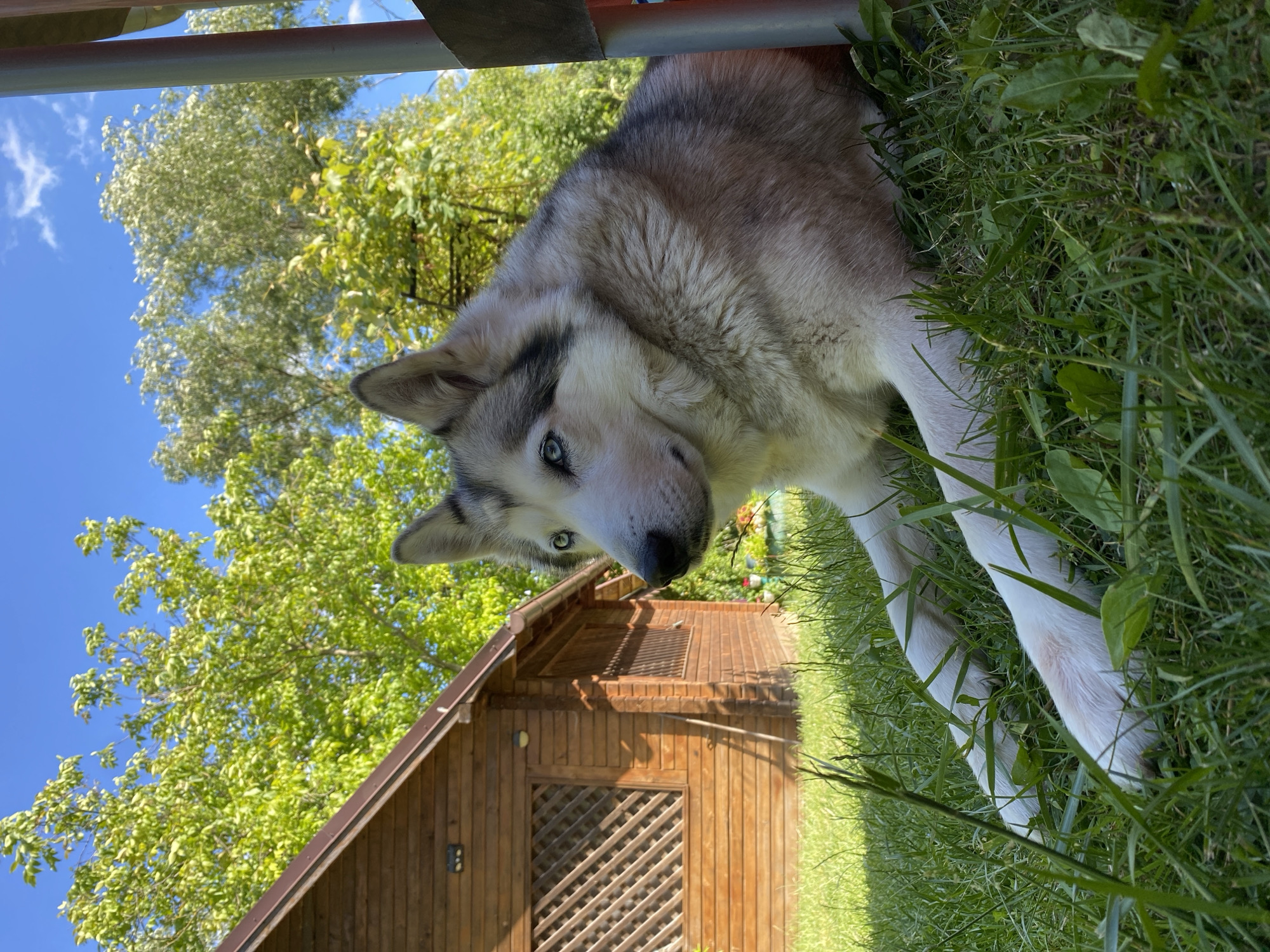 A Siberian Husky is lying on bright green grass in front of a wooden building. The dog is looking to the left of the frame with its striking blue eyes. The building appears to be a small, rustic cabin or shed with a wooden lattice window. Trees with lush green foliage and a bright blue sky with scattered white clouds form the background. The scene is well-lit, suggesting it is a sunny day. The focus is on the dog, which is positioned in the foreground and to the right of the image.