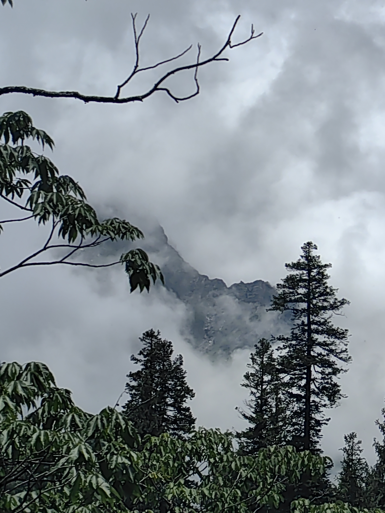 A misty, mountainous landscape is captured in this photograph. In the foreground, lush green foliage, likely from trees, obscures the lower portion of the image, with branches extending upwards. In the mid-ground, the rugged peaks of a mountain emerge from a dense bank of clouds. Tall, dark green pine trees stand prominently on the right side of the frame, their silhouettes stark against the overcast sky. The sky itself is a canvas of heavy, grey clouds, suggesting a cool or damp atmosphere. The overall impression is one of natural beauty and a somewhat somber, atmospheric mood, characteristic of the higher altitudes in Solang, India. There are no people or animals visible in the frame.