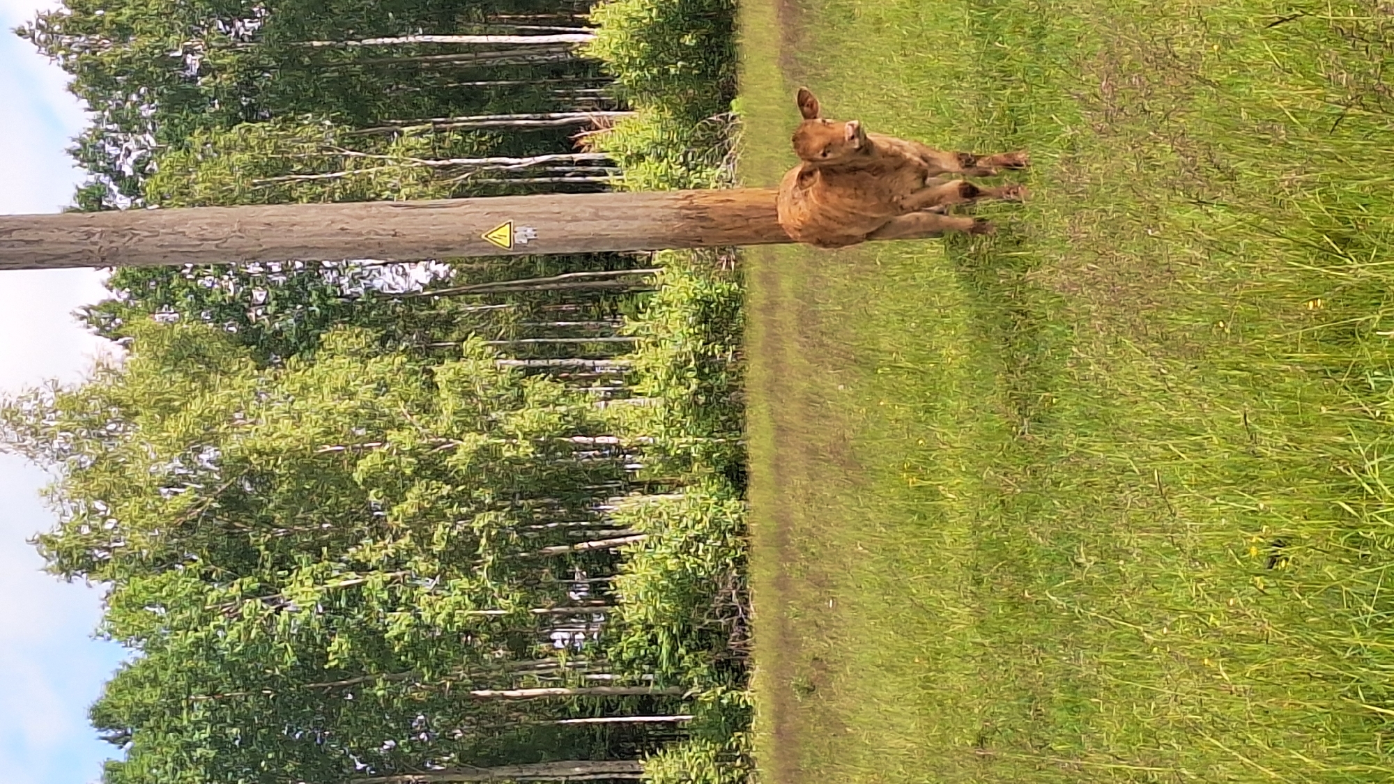 A brown calf stands in a grassy field next to a wooden utility pole. The calf is facing the camera and is positioned in the lower right quadrant of the image. The utility pole is tall and slender and has a yellow warning sign attached to it. Behind the calf and the pole, there is a dense forest with tall trees. The field is covered in green grass and scattered yellow wildflowers. The sky is visible in the upper part of the image and appears to be partly cloudy. The scene suggests a rural setting.