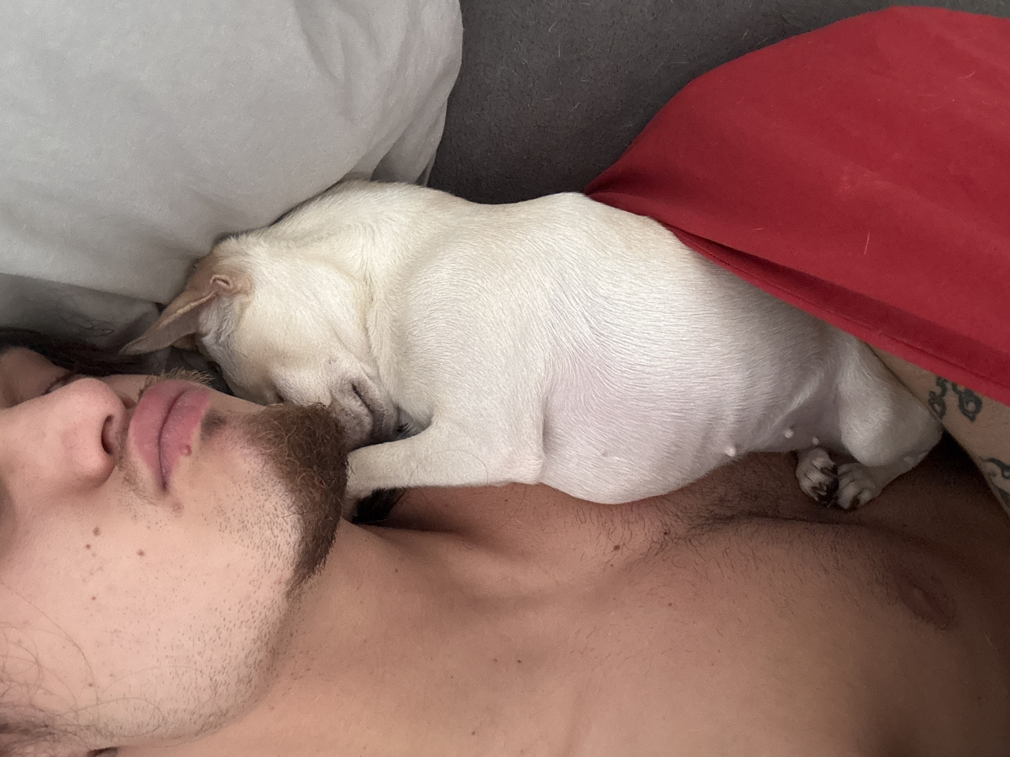 A medium shot shows a man lying on his back with a white dog resting on his chest. The man has fair skin, dark hair, and a trimmed beard. His face is visible from the nose down, and his eyes are closed. The dog, a light-colored breed, is positioned on the man's chest with its head near his neck. The dog's paws are visible near the man's chest, and its body extends towards the right side of the frame. The man is shirtless, revealing his chest and shoulder.
A white pillow is located behind the dog's head, and a red pillow is positioned to the right of the dog's body. The background appears to be a gray couch or bed. A tattoo is partially visible on the man's arm. The scene appears to be indoors, likely in a residential setting. There is no information to indicate the location is Sofia, Bulgaria.