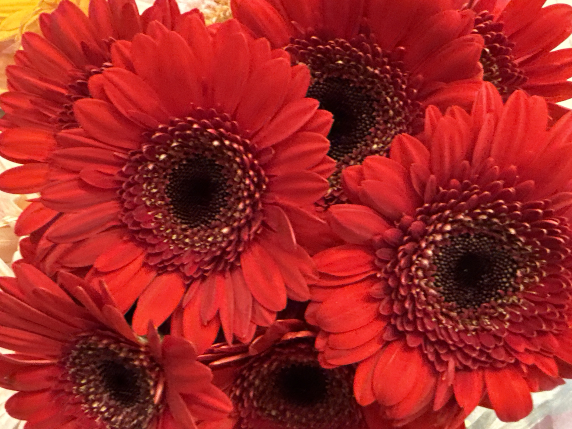 This is a close-up photograph of a bouquet of red Gerbera daisies. The flowers are the primary subject, filling the entire frame. The petals are vibrant red and appear soft and velvety. The centers of the flowers are dark brown and appear textured with many small florets. The lighting is bright, highlighting the rich color of the petals and casting subtle shadows. There are no people, actions, or specific environmental details visible beyond the flowers themselves. The origin of the image, its location in Bad Lauterberg im Harz, Germany, and any context about where the bouquet might be displayed or intended are not discernible from the visual information presented in the image alone.