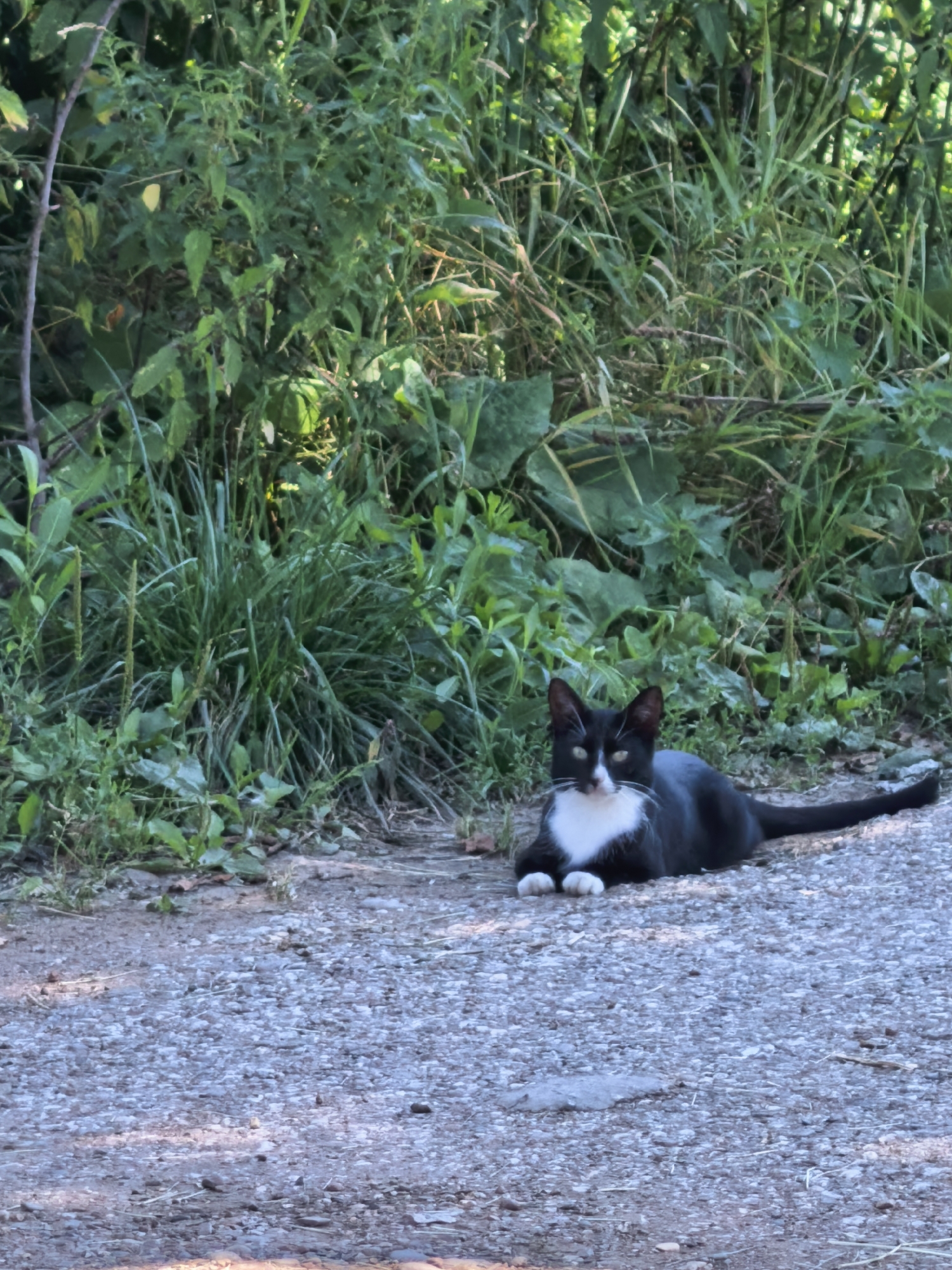 A black and white cat is lying on a gravel path, with lush green foliage in the background. The cat is facing the camera, with its front paws tucked beneath it. Its fur is predominantly black, with a white chest and paws. The cat has green eyes and white markings on its face. The foliage appears to be a mix of trees and plants, with sunlight filtering through the leaves. The gravel path is made up of small stones and pebbles. The image was taken outdoors, likely in a natural setting. This image does not contain any information that could indicate its location in the city of Sterlitamak, Russia.