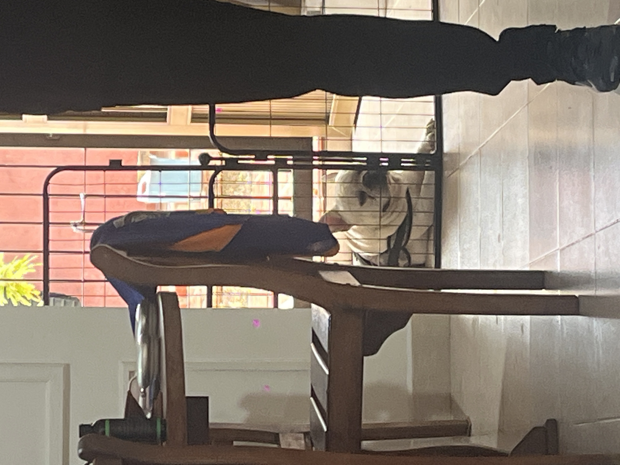 The image depicts an indoor scene, likely a home, with a dog, a person, and various pieces of furniture. The perspective appears to be slightly upward, looking towards a window.
In the mid-ground, a white or light-colored dog is visible inside a dark metal crate or playpen. The dog has a flat face, possibly a bulldog breed, and is looking out towards the left side of the frame. It wears a harness or collar.
In the upper right portion of the image, the legs of a person are visible, clad in dark pants or clothing and dark shoes or boots. The person appears to be standing near the dog crate.
In the foreground, a wooden chair or stool is prominently placed, oriented with its back or side facing the viewer. A blue cushion with an orange accent is on top of the chair. The chair's structure suggests a rustic or traditional style. A small dark object with green accents, possibly a bottle or container, rests on the lower part of the chair's frame.
The background features a wall with horizontal blinds or window panes, allowing natural light to enter. Outside the window, a reddish-orange brick wall and some bright green foliage are visible, suggesting an outdoor garden or yard area. The floor of the room is tiled with light-colored, possibly beige or white, square tiles. A white door frame is also partially visible on the left. The overall lighting indicates it is daytime. No discernible text is visible in the image.