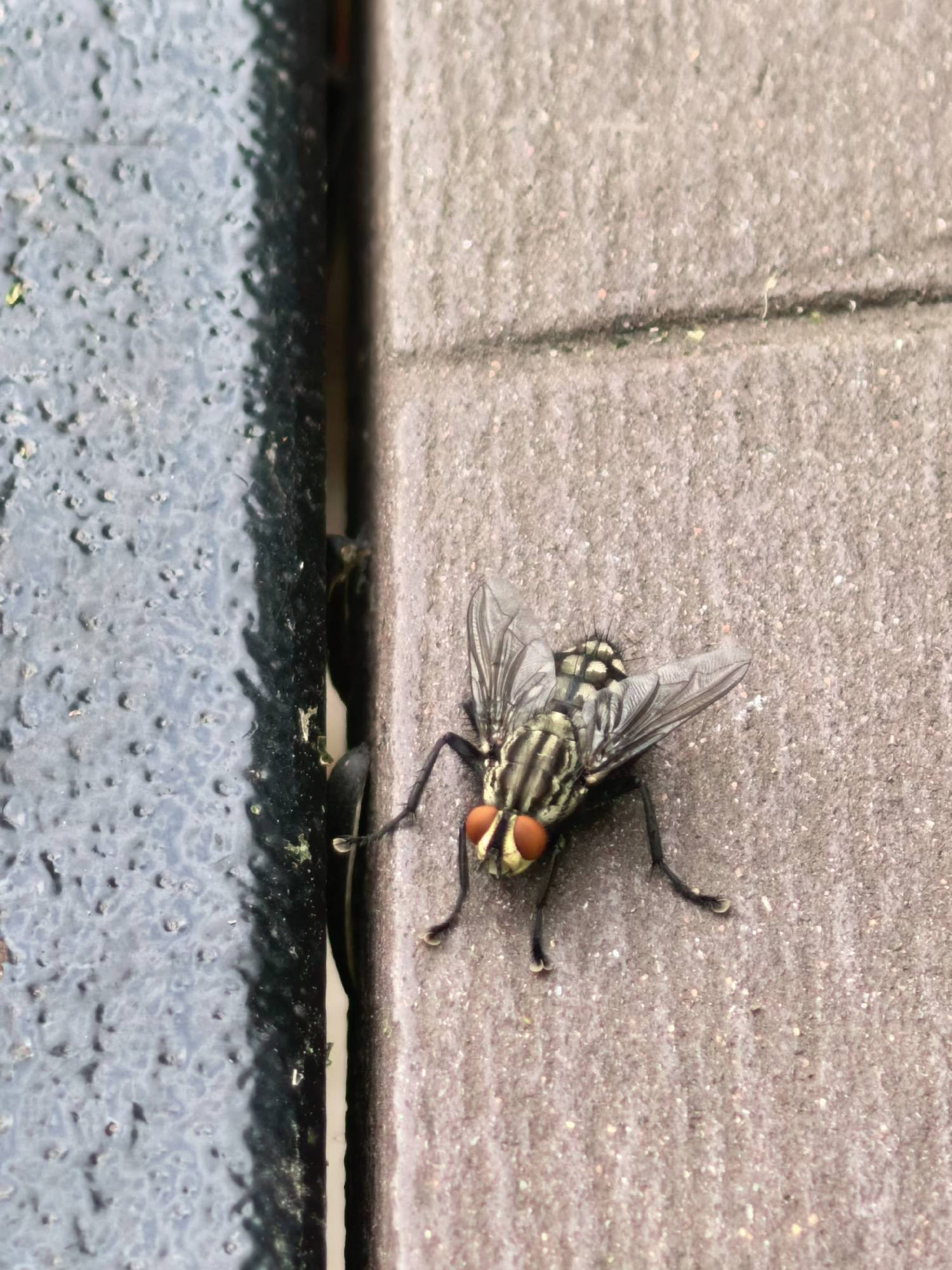 A close-up, high-angle photograph captures a single fly resting on a light-colored, textured surface, likely concrete or stone pavement. The fly, possibly a species of housefly or blowfly, is positioned with its head facing slightly towards the bottom-left of the frame. Its most striking features are its large, prominent reddish-orange compound eyes. The fly's thorax displays a distinct pattern of alternating dark and yellowish-grey stripes, while its abdomen appears darker and slightly iridescent. Its translucent wings are spread out, revealing delicate veins, and its dark, hairy legs are visible on the textured surface.
To the left of the fly, a dark, rough-textured metal object runs vertically, separated from the lighter surface by a narrow gap. This metal object, possibly a fence post or part of outdoor furniture, shows signs of wear and a slightly uneven surface texture. Some small specks of green debris or moss are visible in the crevice between the two surfaces. The lighting suggests a bright daytime setting, highlighting the intricate details of both the insect and its surroundings. The scene depicts a common insect in an outdoor setting in Sterlitamak, Russia. There is no visible text in the image.
