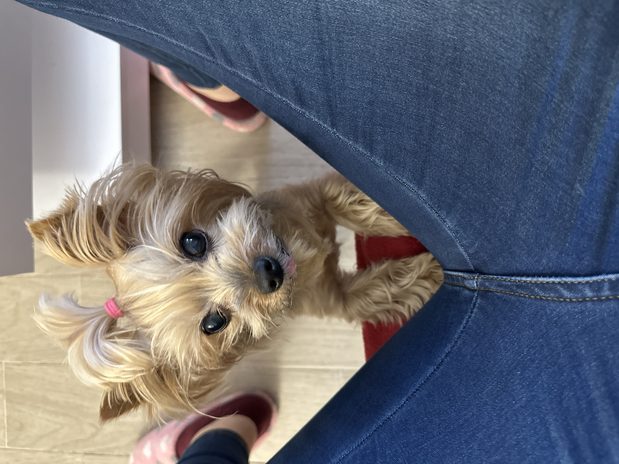 A small, tan-colored dog with a pink hair tie in its hair looks up at the camera, positioned between a person's legs clad in blue jeans. The person is wearing pink slippers. The background shows a light-colored wooden floor, a white wall, and a glimpse of a pink shelf or piece of furniture. The scene appears to be indoors. There is no verifiable information in the image to determine if this is in Sofia, Bulgaria.