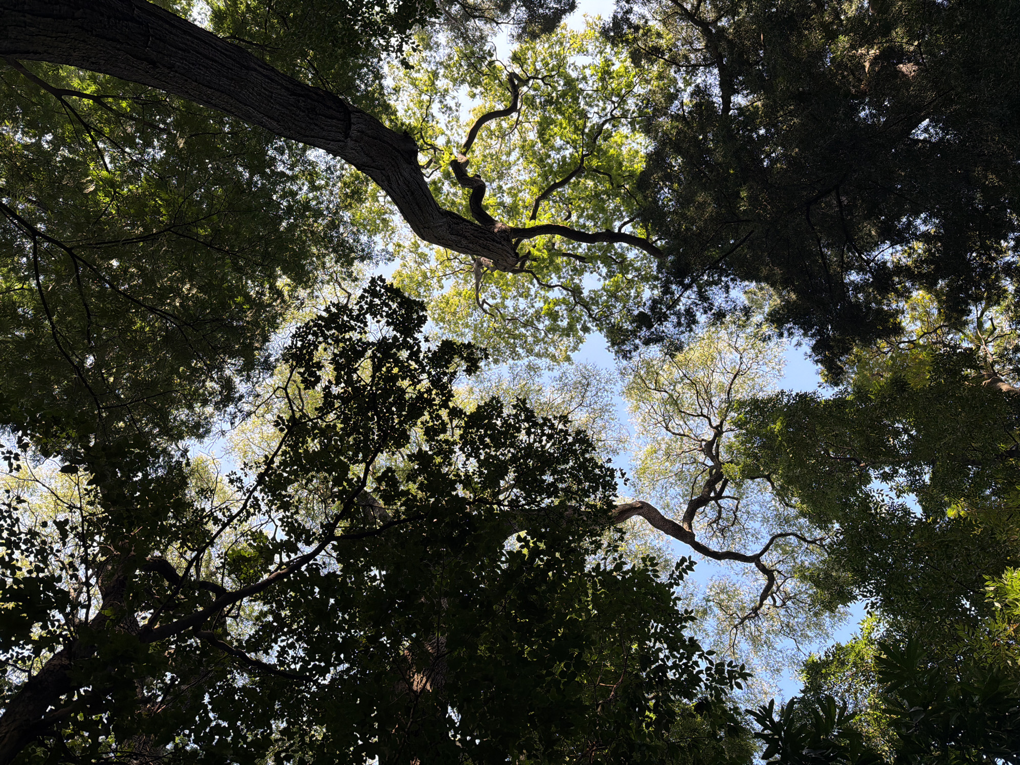 This is a low-angle shot looking up at the canopy of trees, with the sky visible through the leaves. The trees are a mix of dark green foliage and lighter, more yellow-green leaves, suggesting different species or stages of growth. The branches are thick and gnarled, with one particularly prominent, dark-barked trunk curving upwards from the right side of the frame. The sunlight filters through the leaves, creating dappled light and highlighting some of the lighter foliage. The sky is a clear blue. This image was taken in the Rosedal de Palermo park in Buenos Aires, Argentina, a popular public garden known for its diverse collection of trees and rose bushes. There are no people or specific objects visible in the frame, only the natural environment of the park's tree-lined paths.