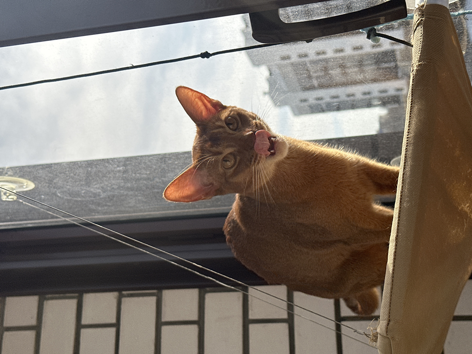 A medium-shot depicts a reddish-brown cat, likely an Abyssinian, in a sunlit indoor setting. The cat is positioned in a beige fabric hammock suspended near a window. It has its head tilted, eyes open, and tongue extended as if licking its nose. The background includes a window view with a building visible, possibly indicating an urban environment. Outside the window, there is a view of a city building. Considering the prompt's location specification, this building might be in Kazan, Russia. The window has a black metal frame and is slightly grimy. A thin wire runs across the window, attached with a suction cup.